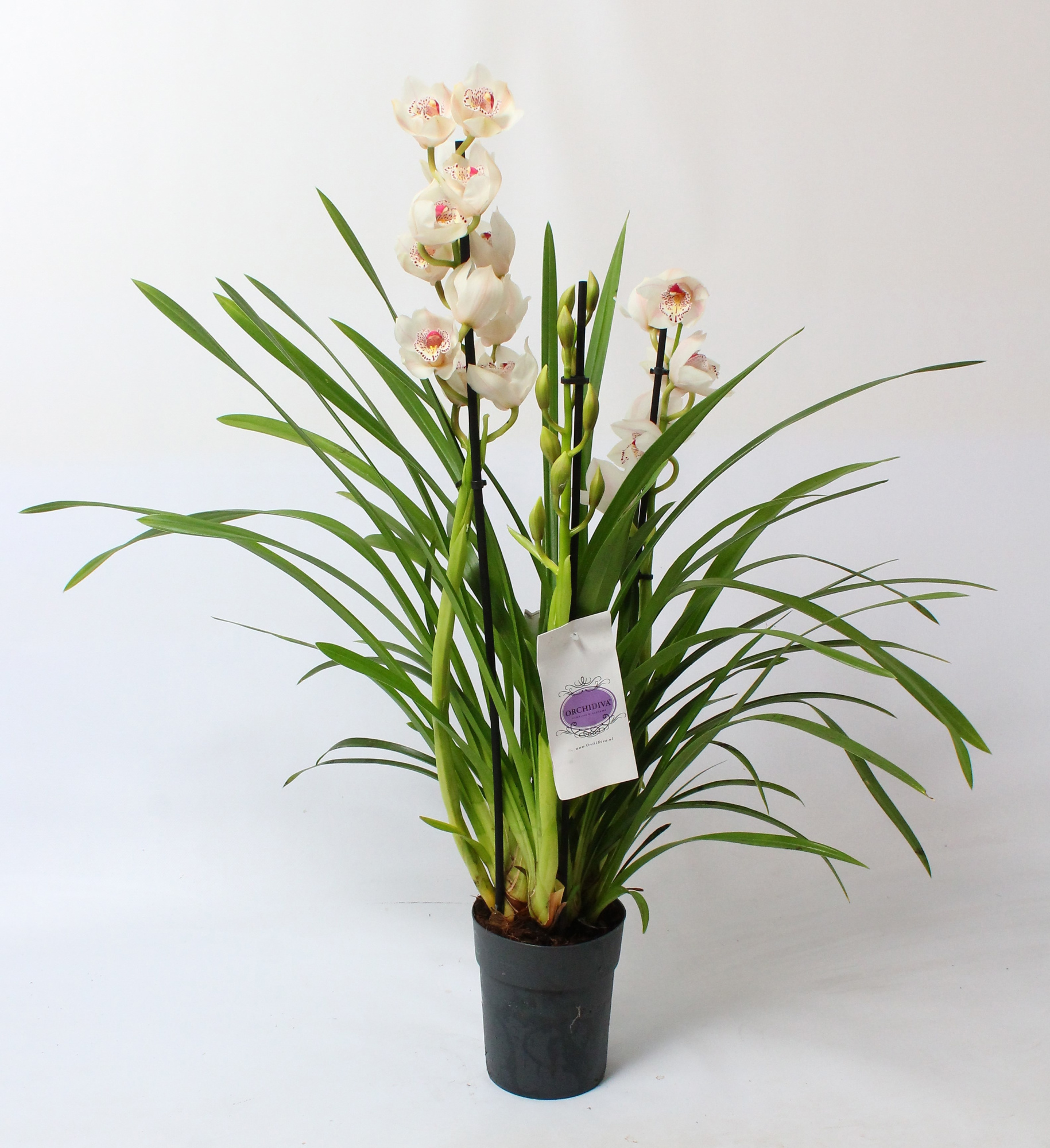 Cymbidium wit 3 tak, D 14 cm