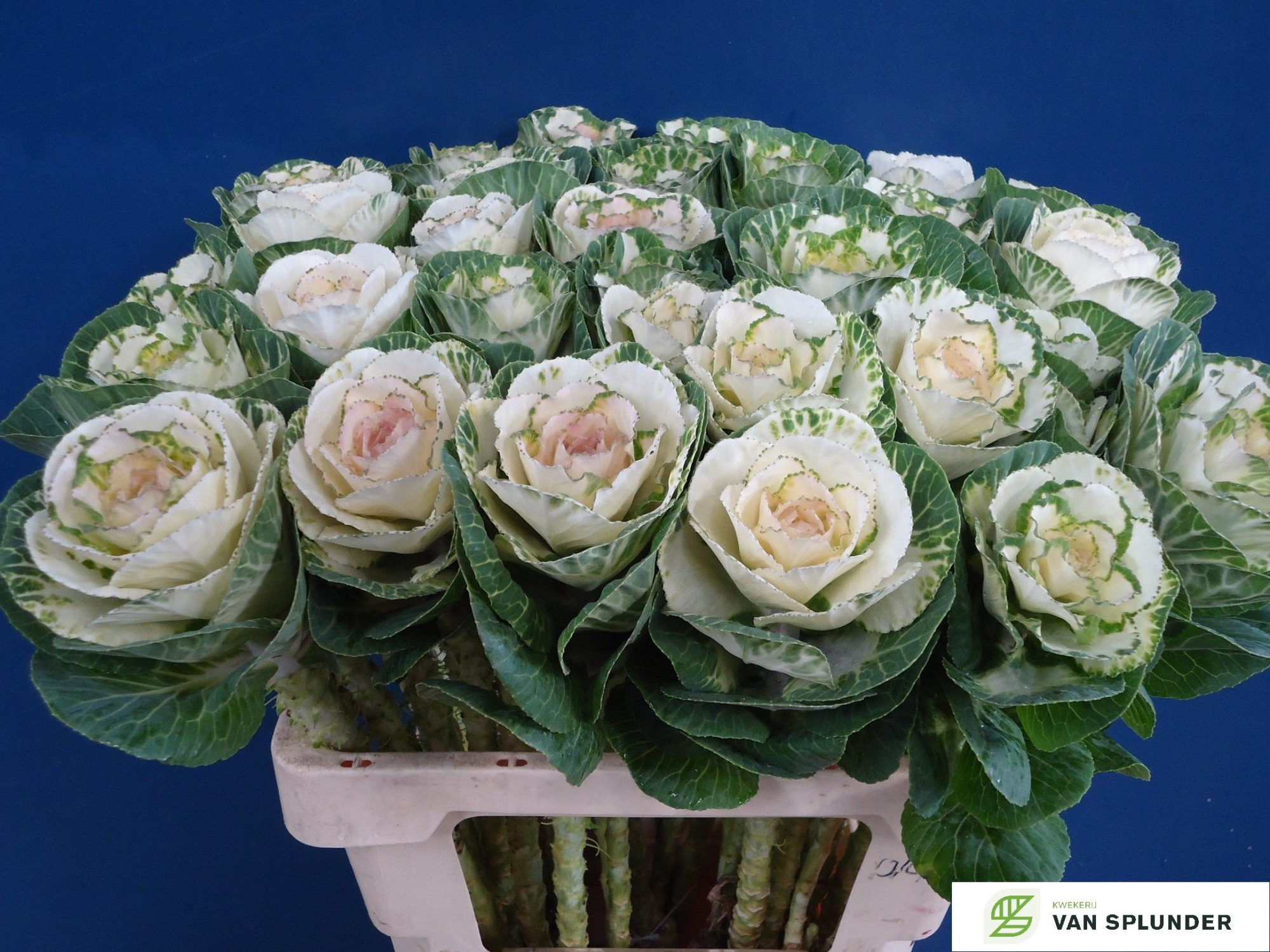 Брассика Вайт Крэйн 50, шт.