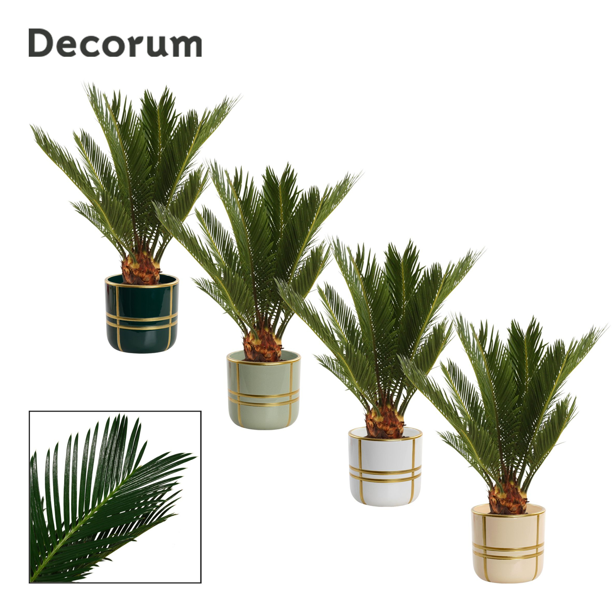 Cycas revoluta 12 cm, 6+ veren in Lauri (Top blend-collection), D 12 cm