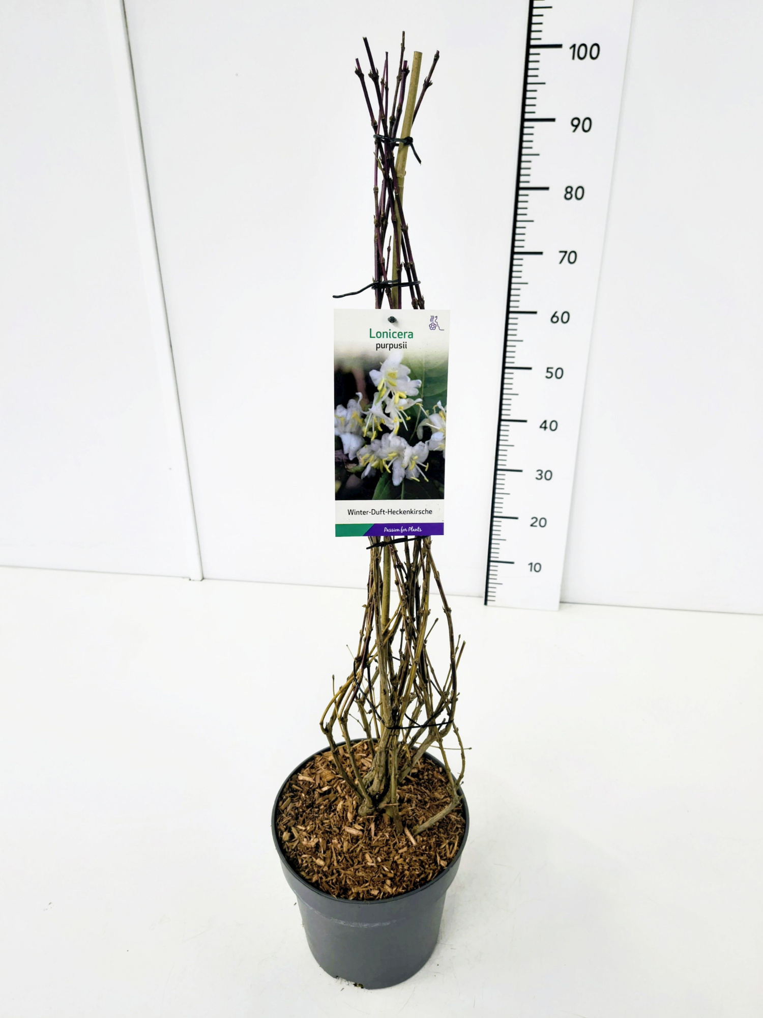 Lonicera purpusii 60-80C5, D 23