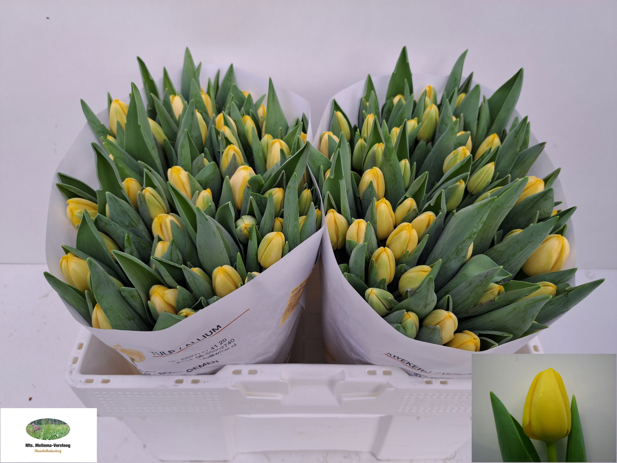 Тюльпан од. Антарктика Сан (желт.), шт.