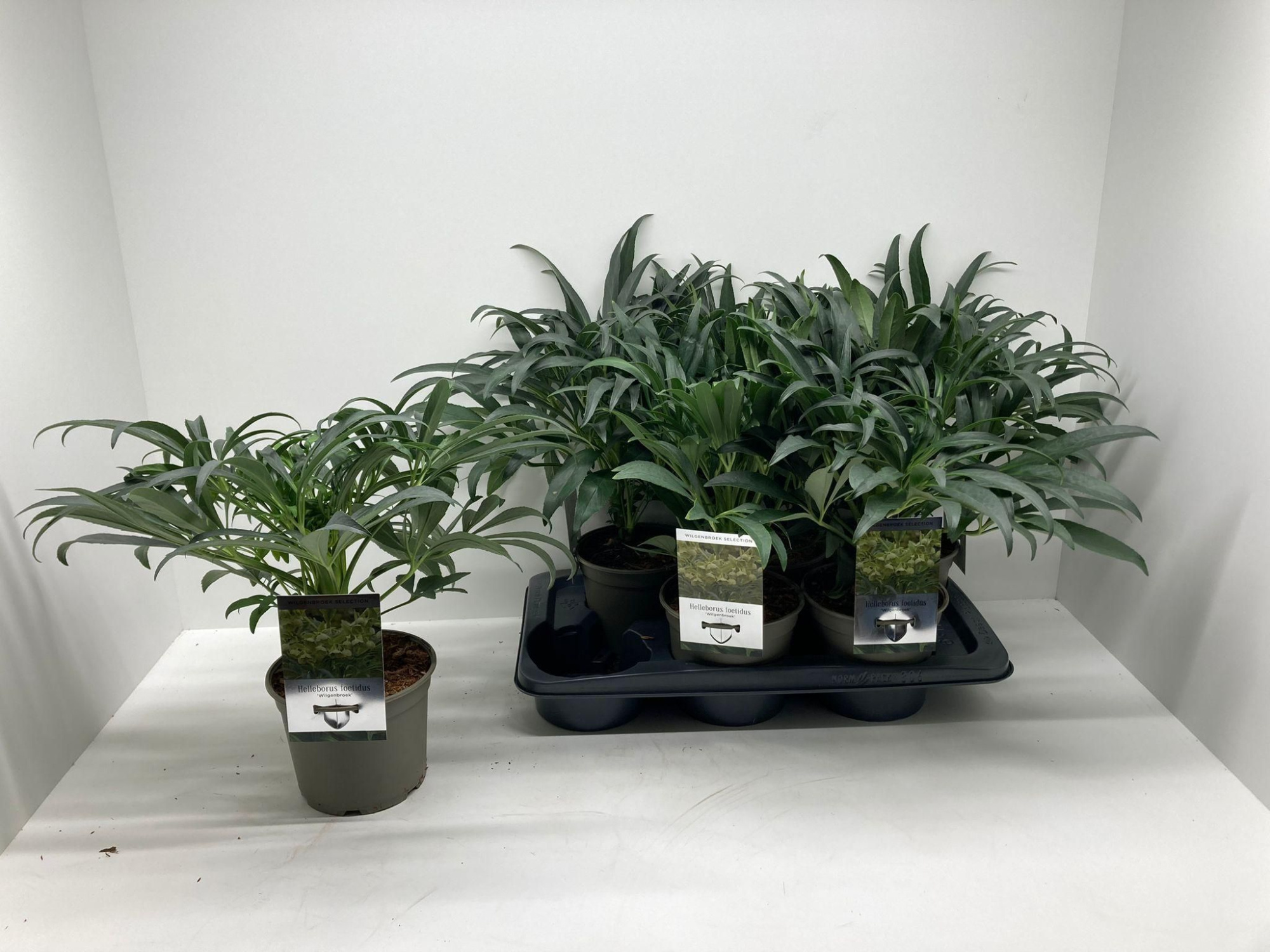 Helleborus foetidus 'Wilgenbroek selection', D 17 cm