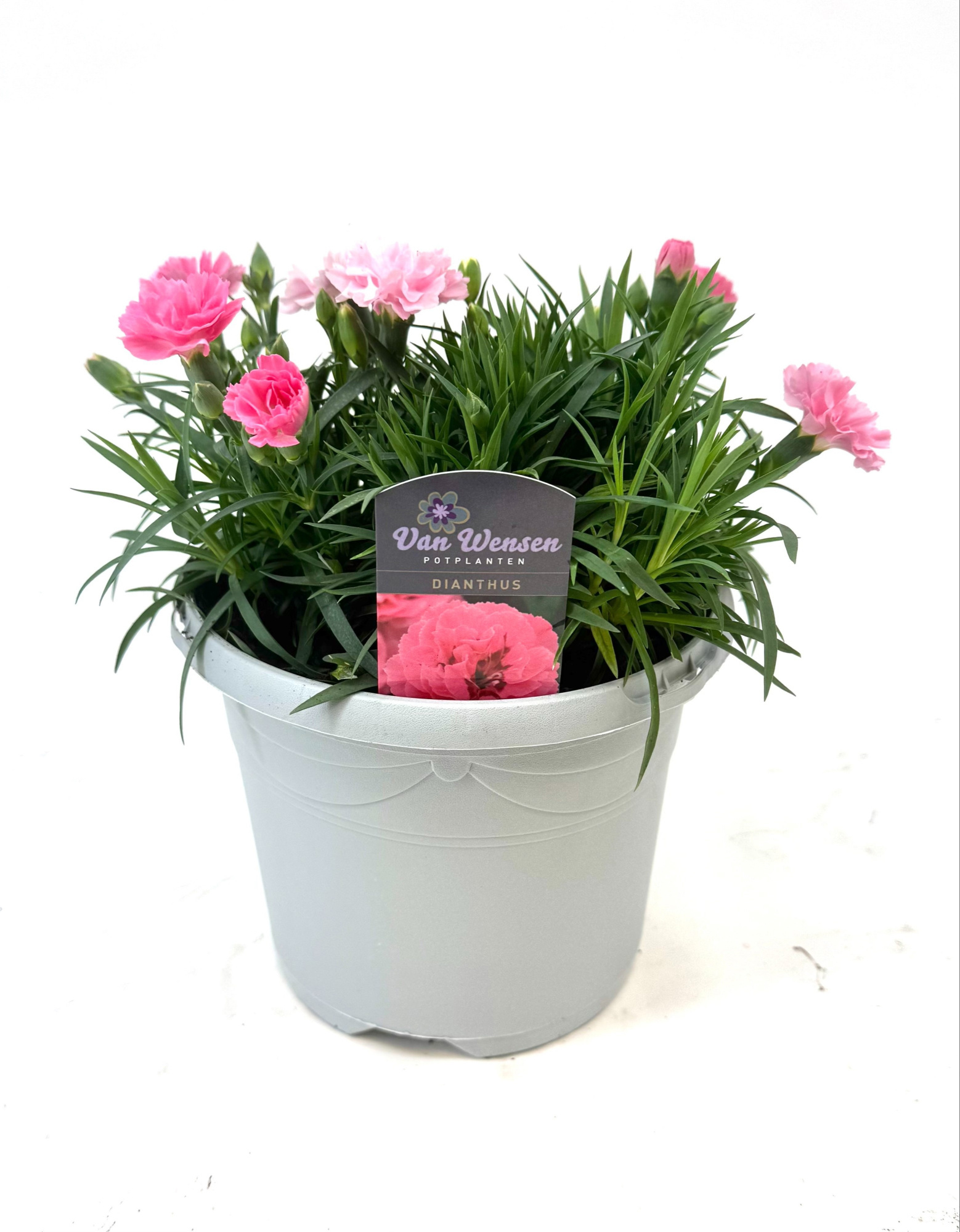 Dianthus 'I Love U', D 17