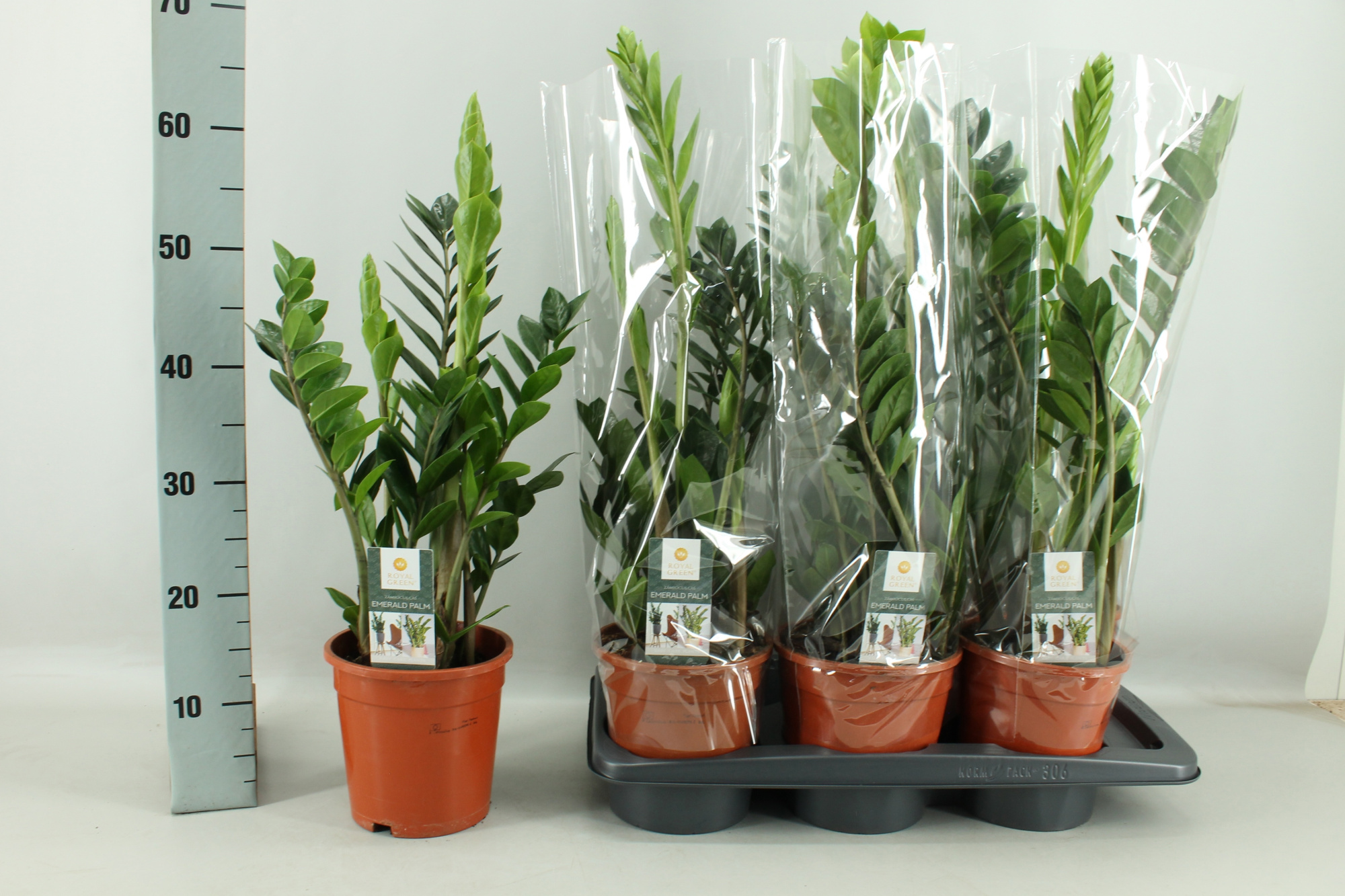 Zamioculcas 17cm, D 17