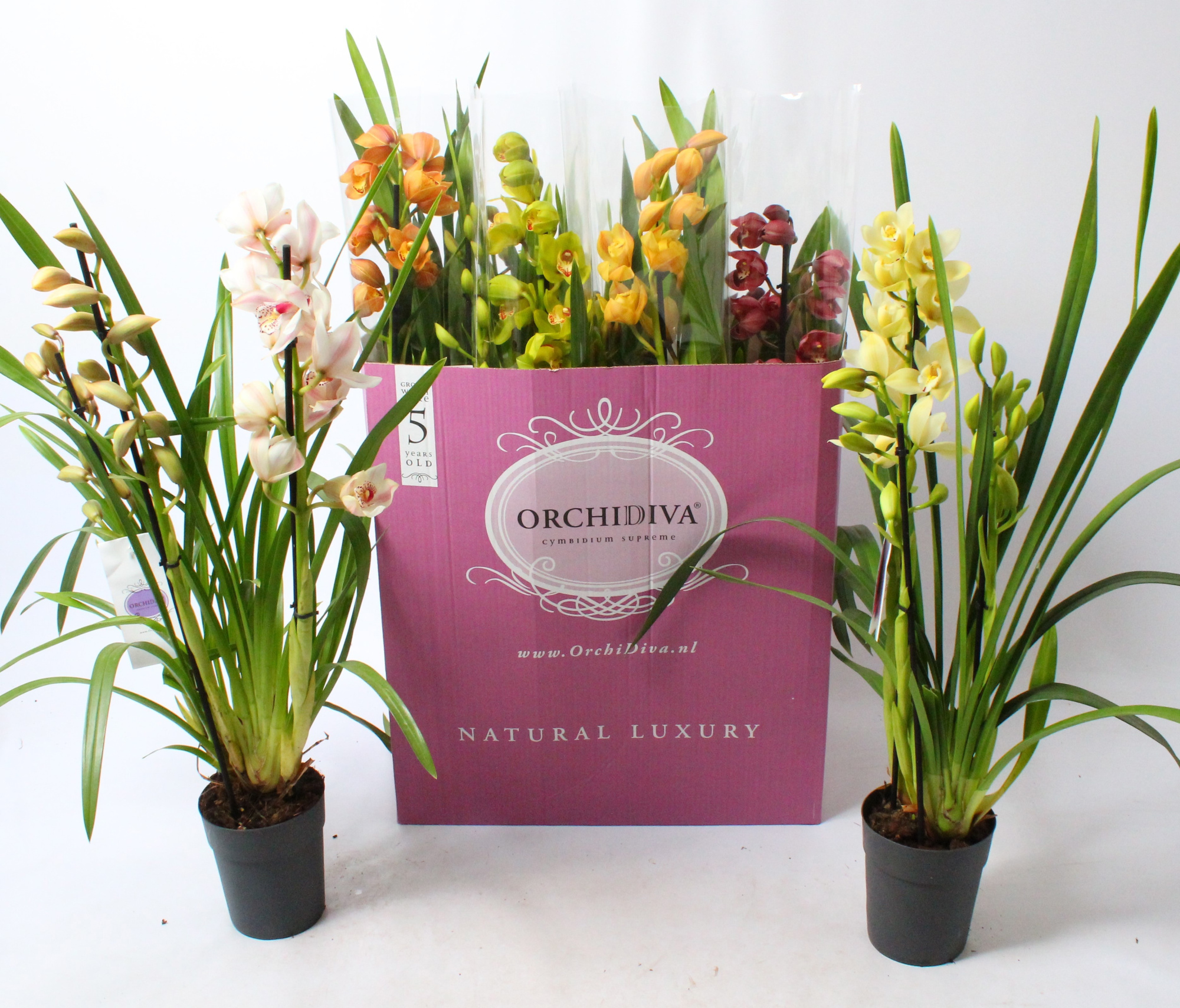 Cymbidium kleuren mix 3-4 tak, D 14