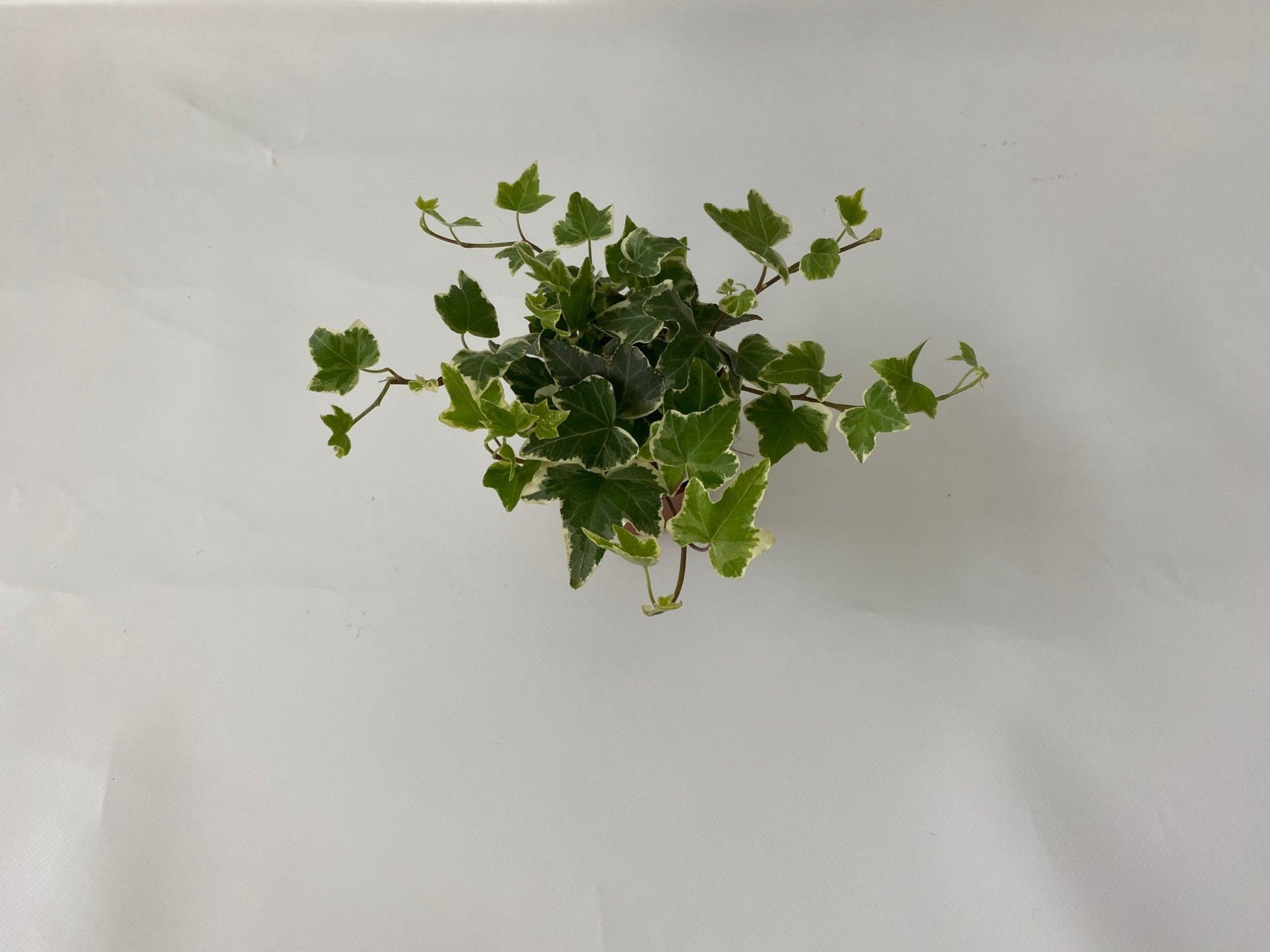 Witbont 8,5cm, D 8,5 cm