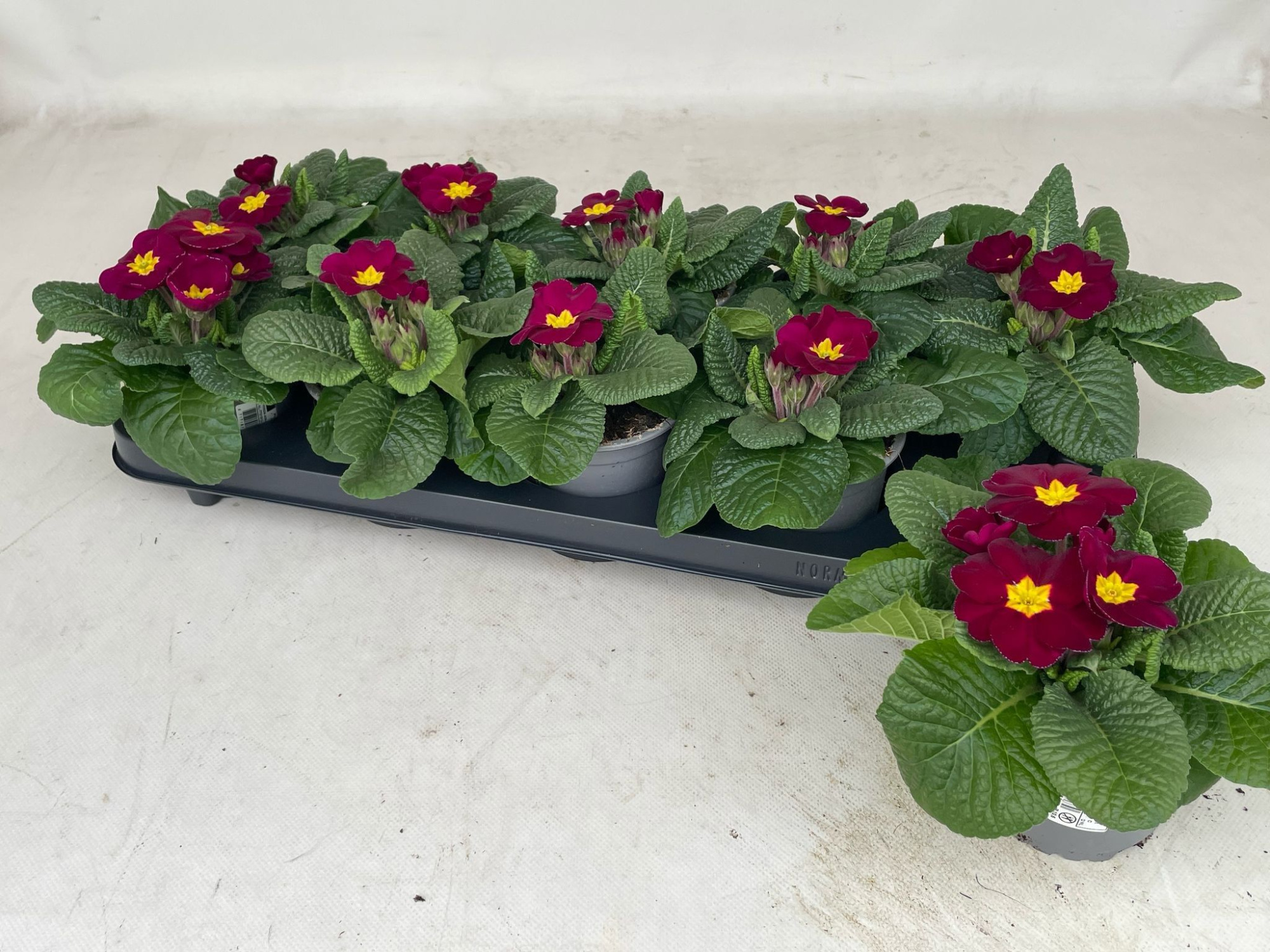 Primula Bordeaux, D 10,5