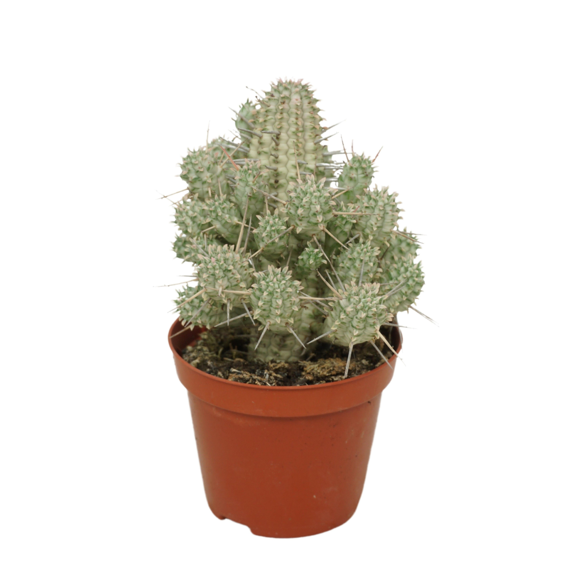 Euphorbia mammillaris `Variegata` 8,5 cm, D 8,5