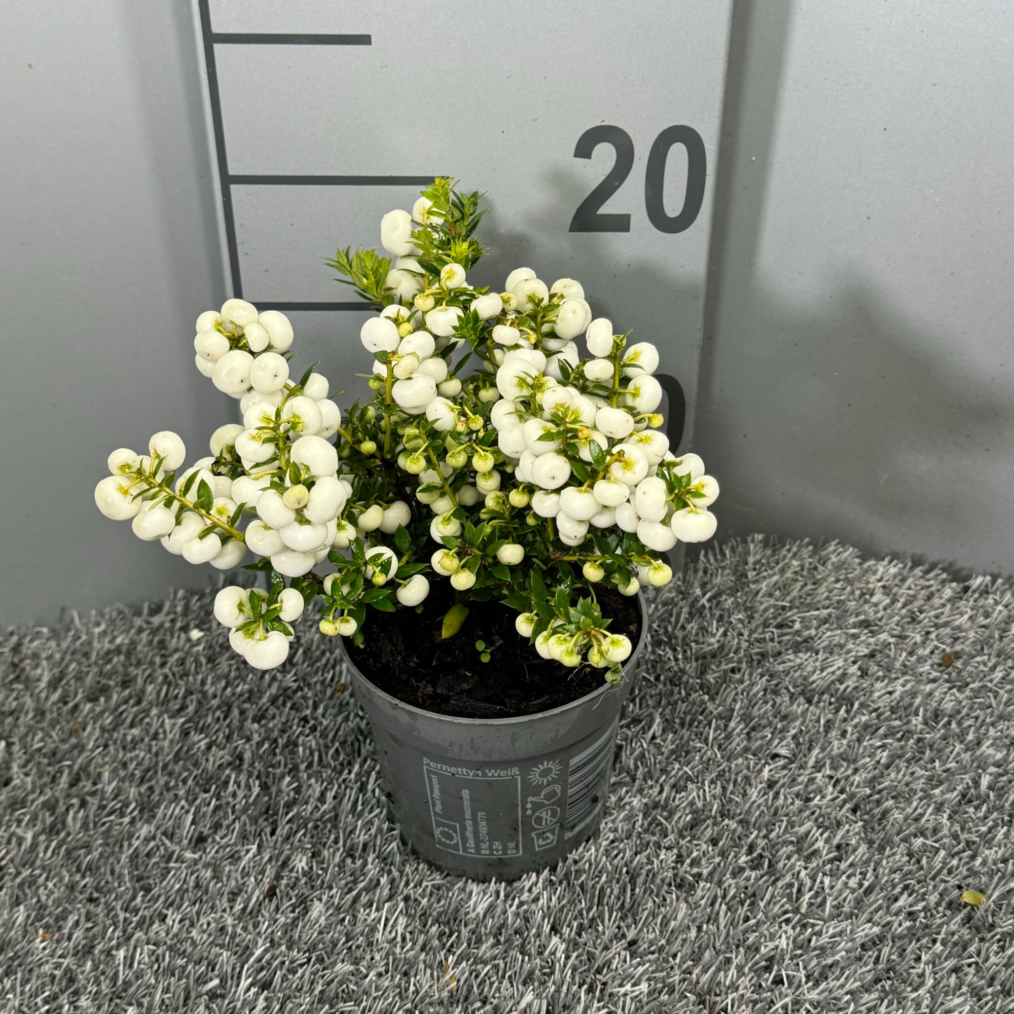 Pernettya Wit middel, D 10,5 cm