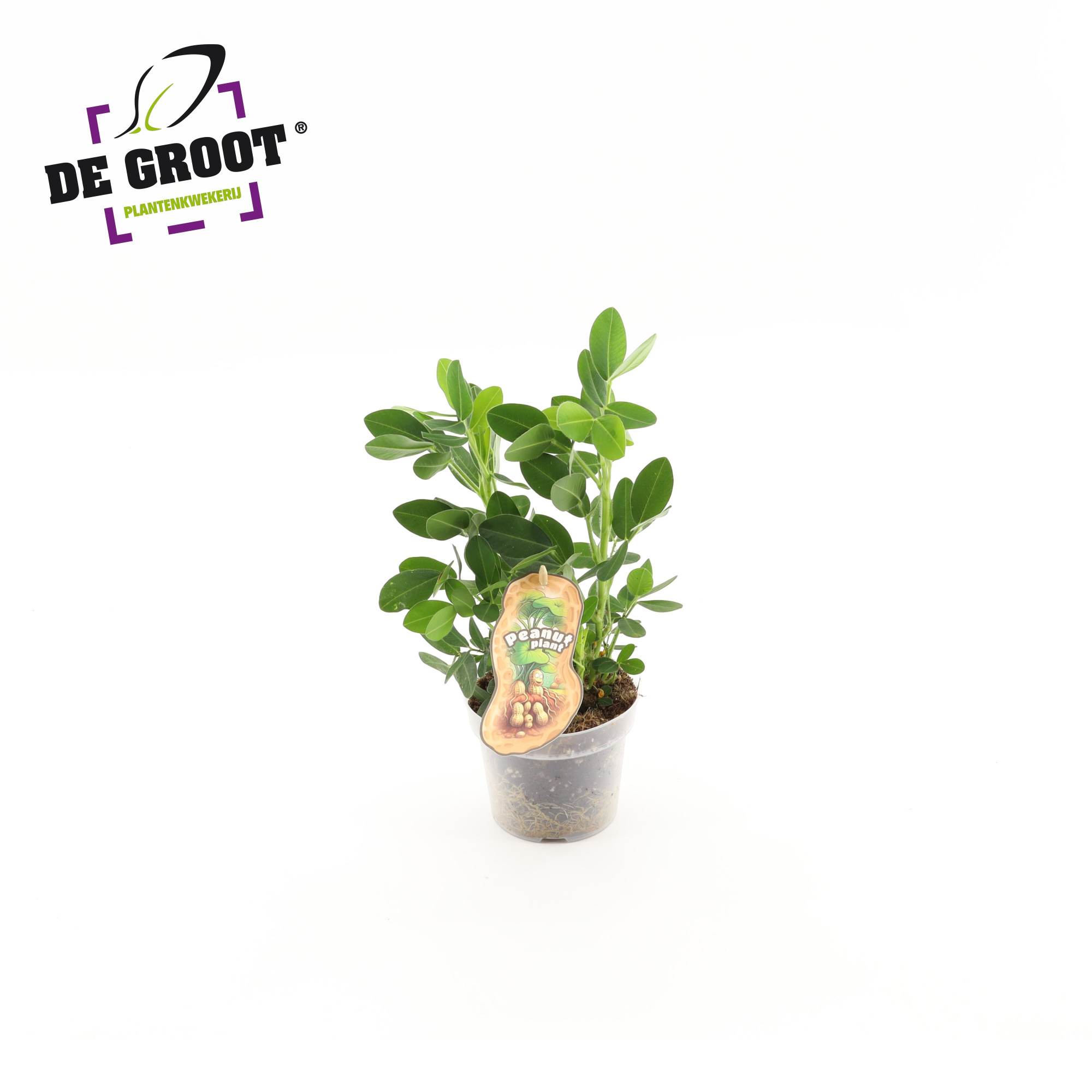 Arachis Hypogaea (pindaplant), D 12 cm