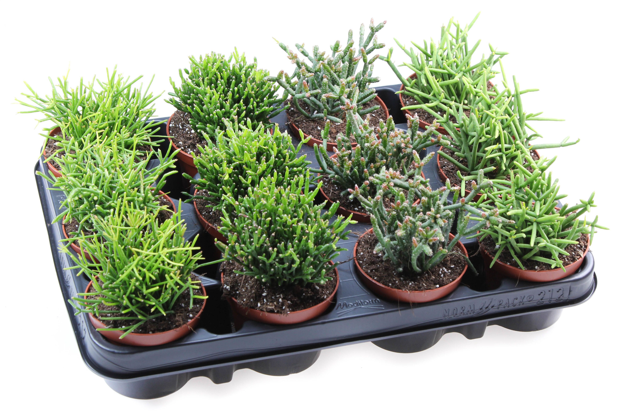 Rhipsalis mix, D 8,5 cm