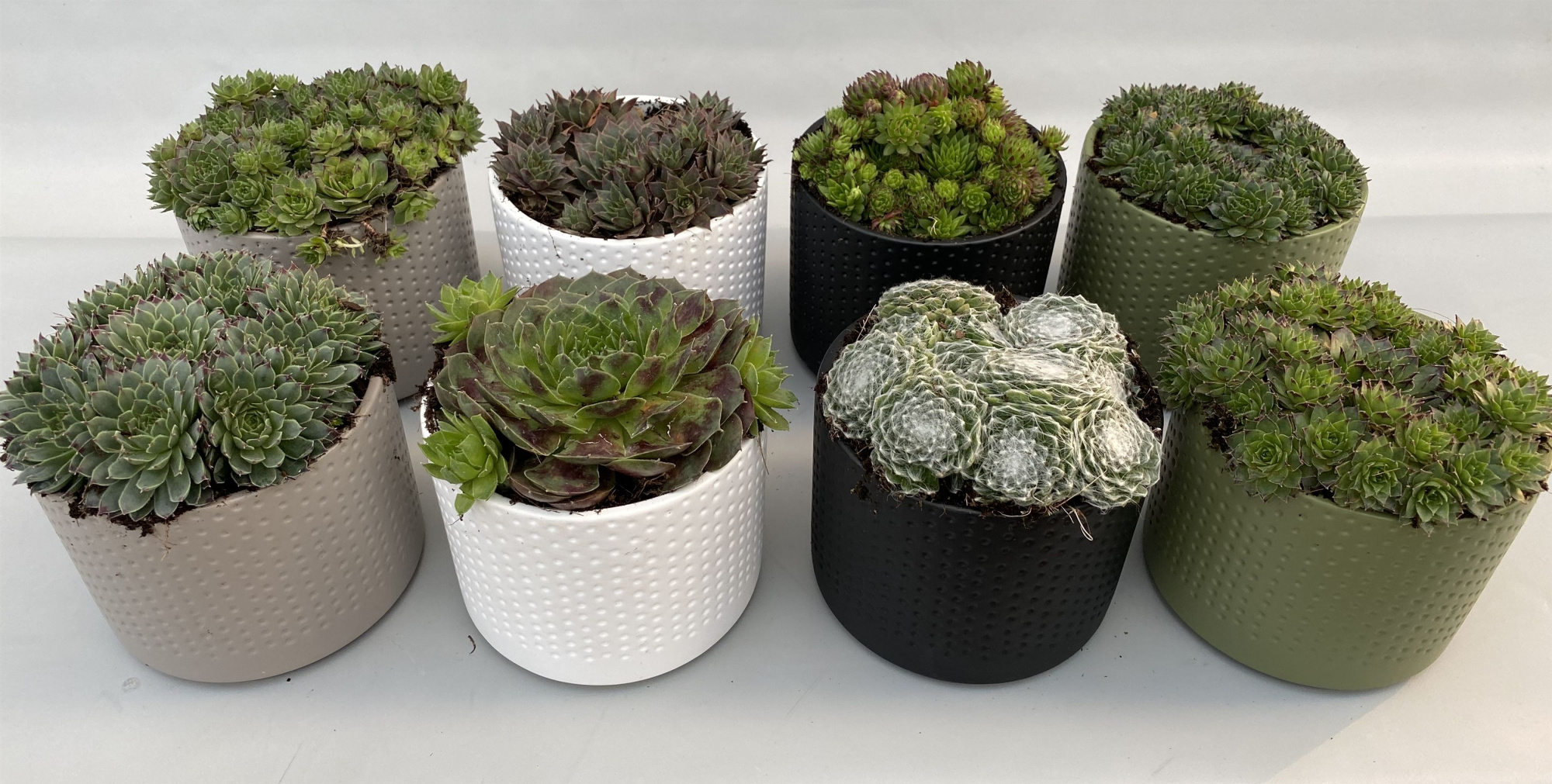 Sempervivum 14cm in Dakota keramiek, D 14 cm