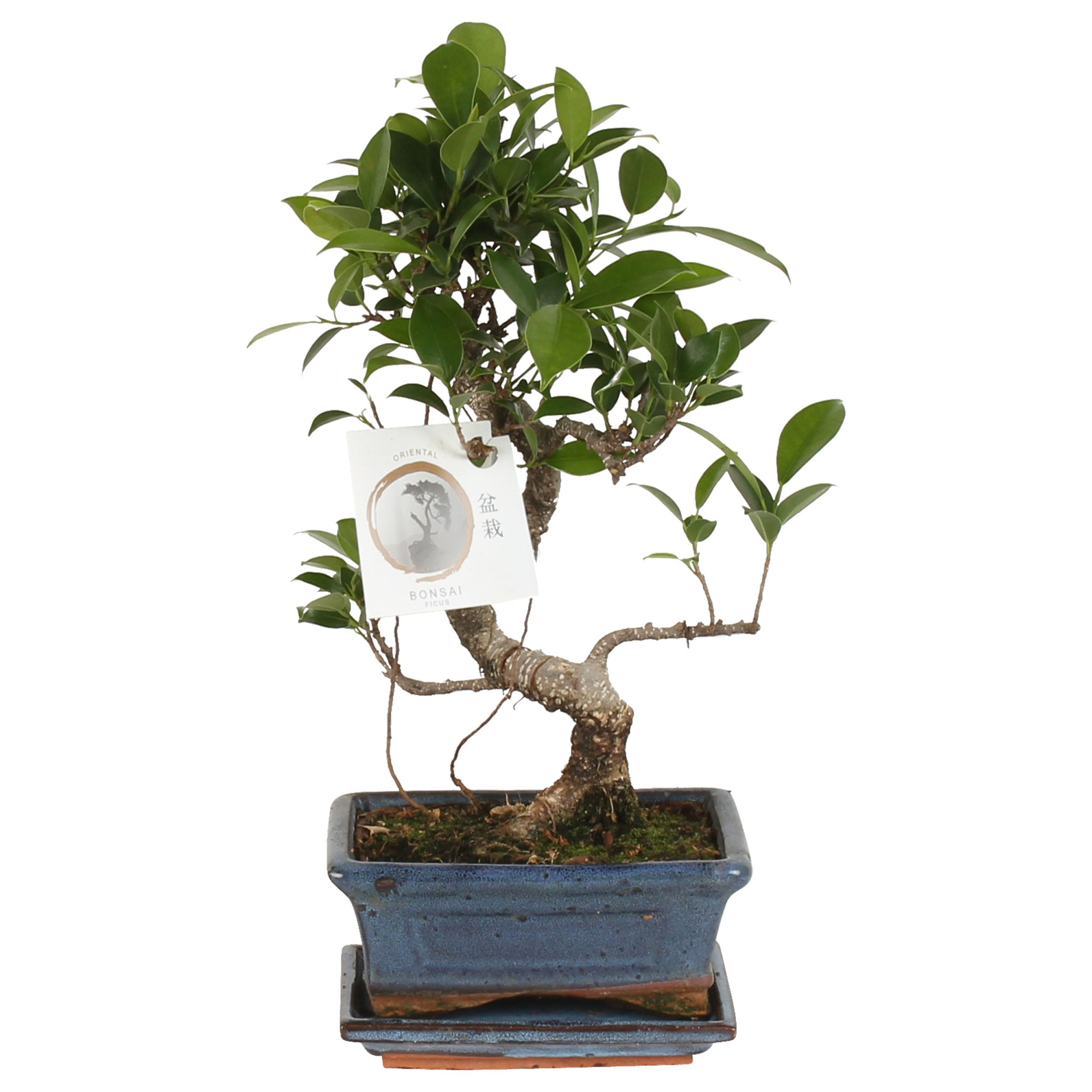 Bonsai 'Ficus retusa' in ø15cm Ceramic S-Shape with Saucer, D 15 cm