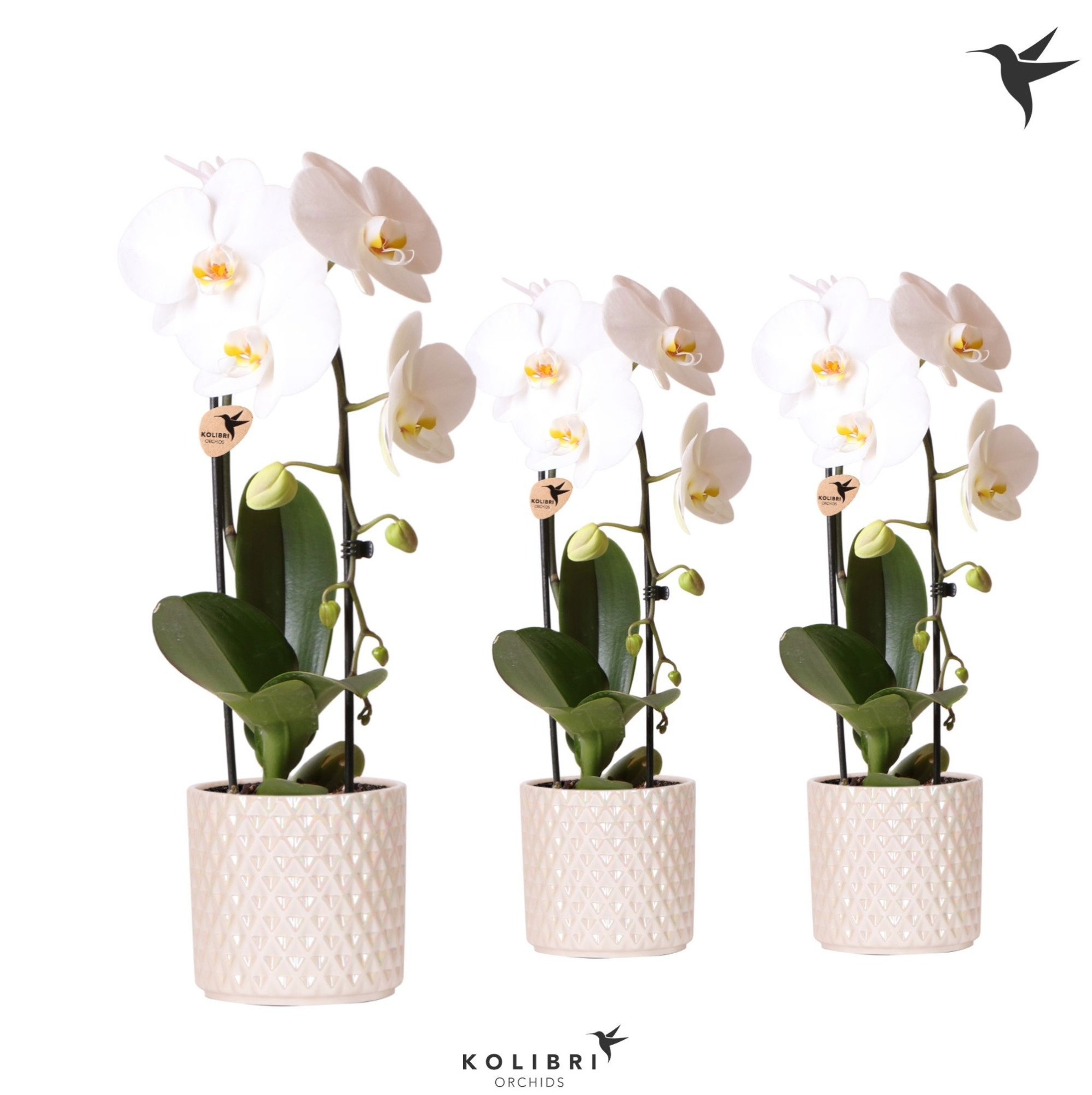Kolibri Orchids Phalaenopsis Cascade Niagara Fall white 1 spike in Diamond Pearl pot travertine, D 12