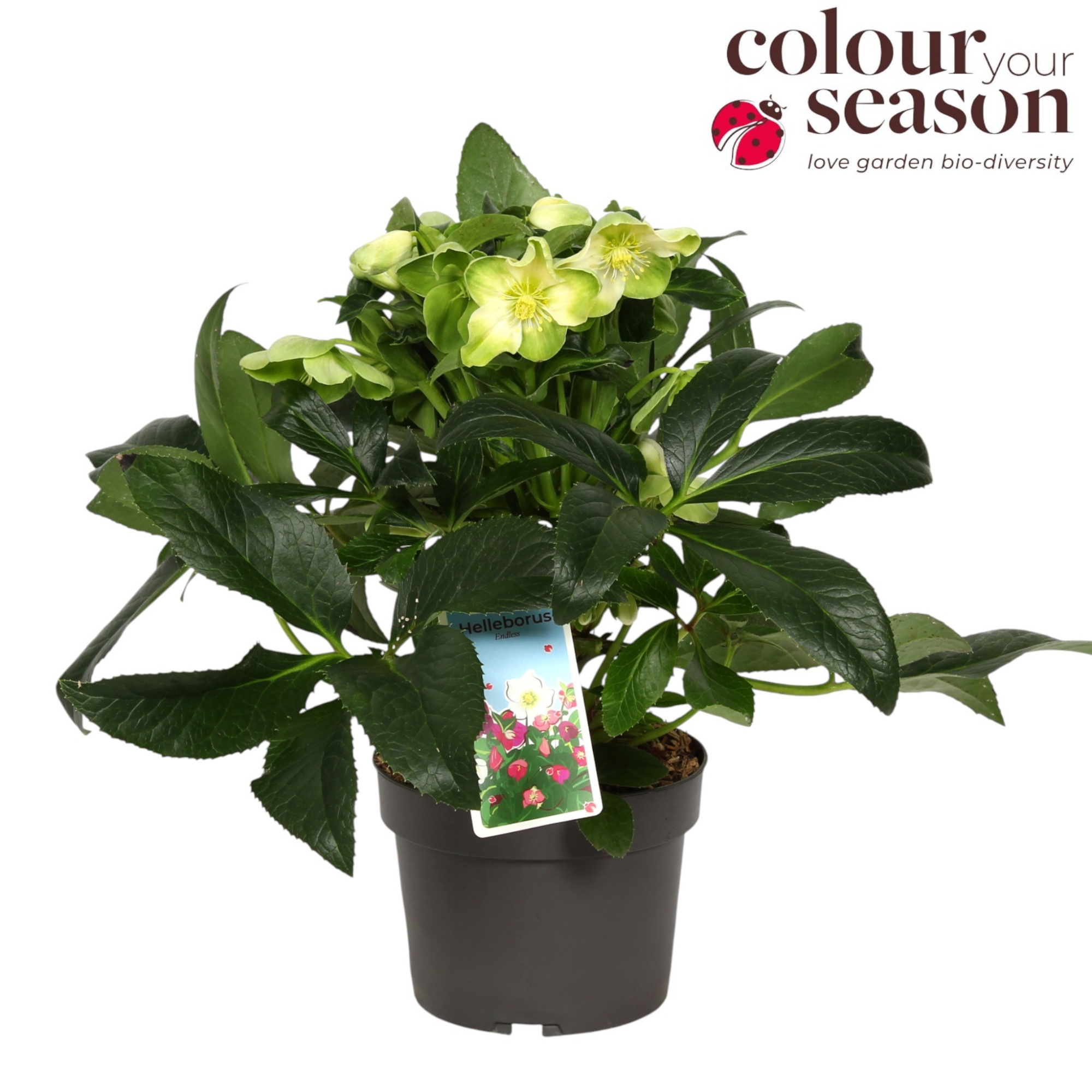 Helleborus Endless P19, D 19 cm