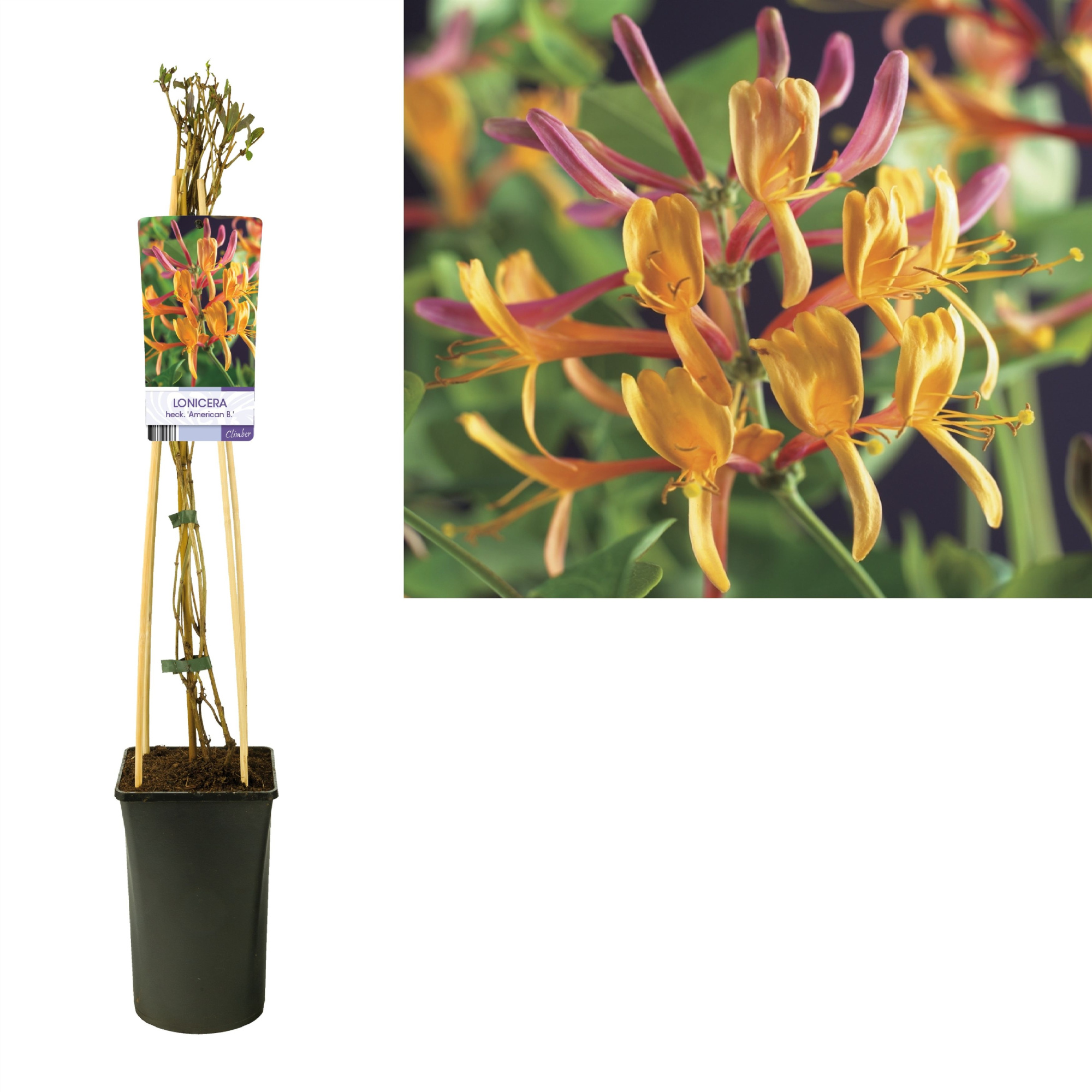 Lonicera heckrottii 'American Beauty' +light label, D 17 cm