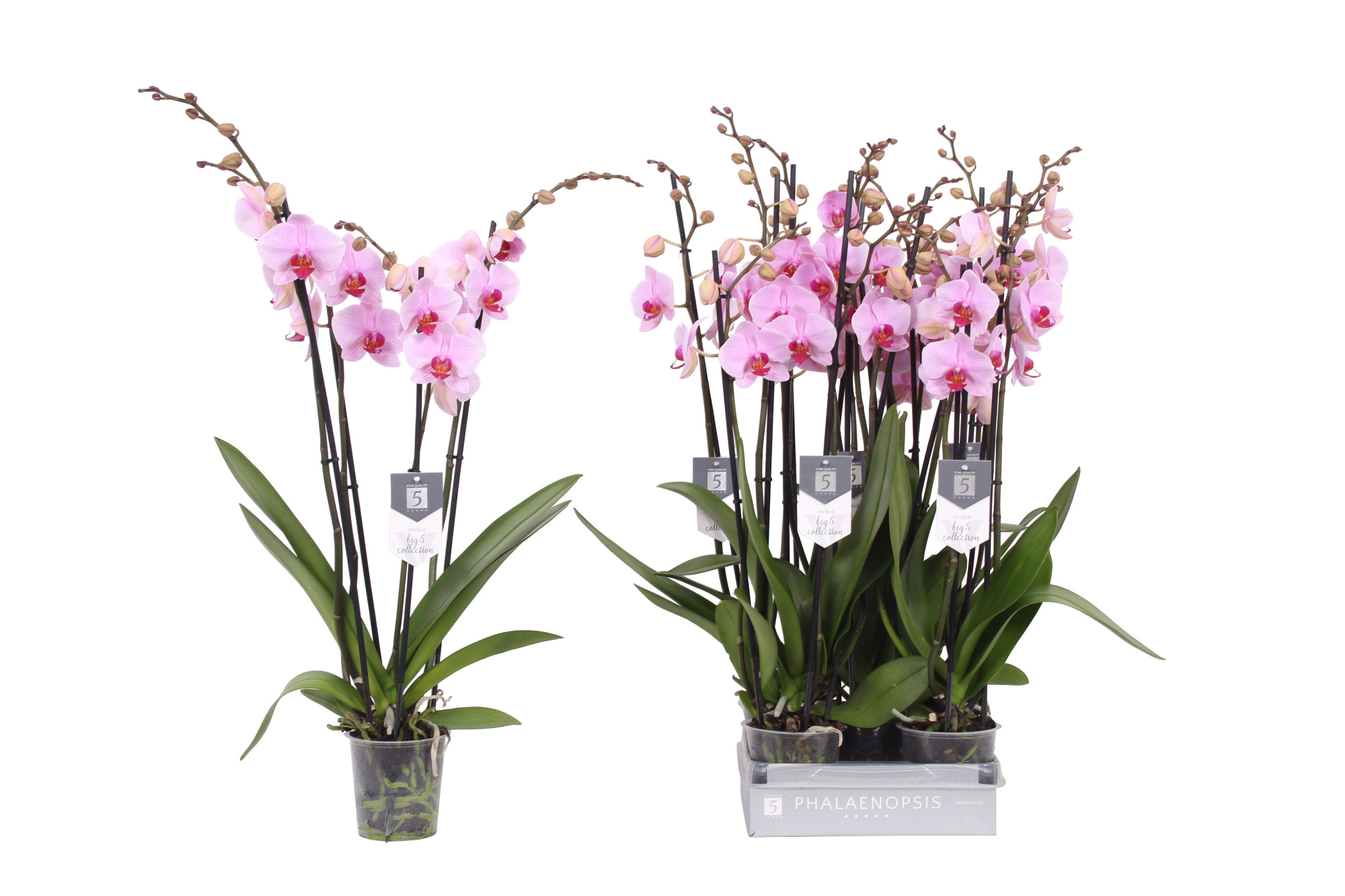 Phalaenopsis Washington, 4-spike 25+, D 12