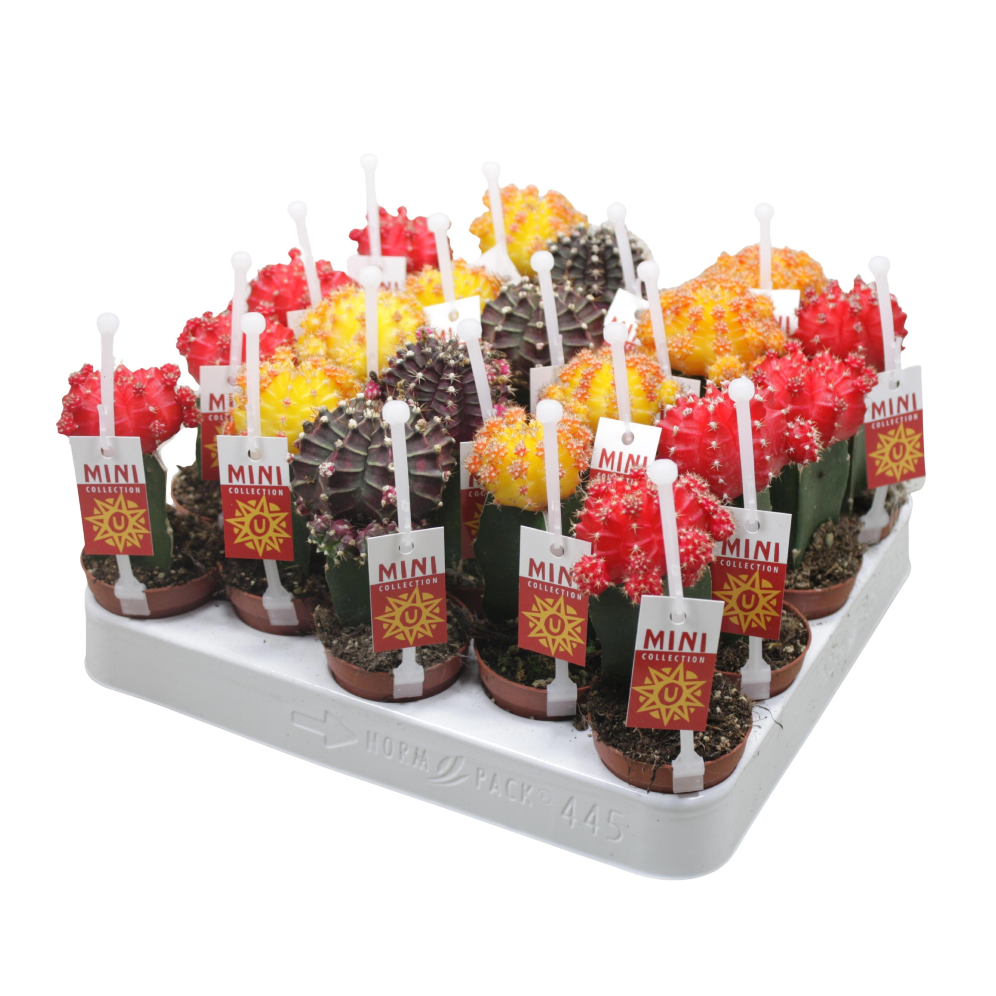 Gymnocalycium mix geënt 5,5 cm met picker+etiket, D 5,5