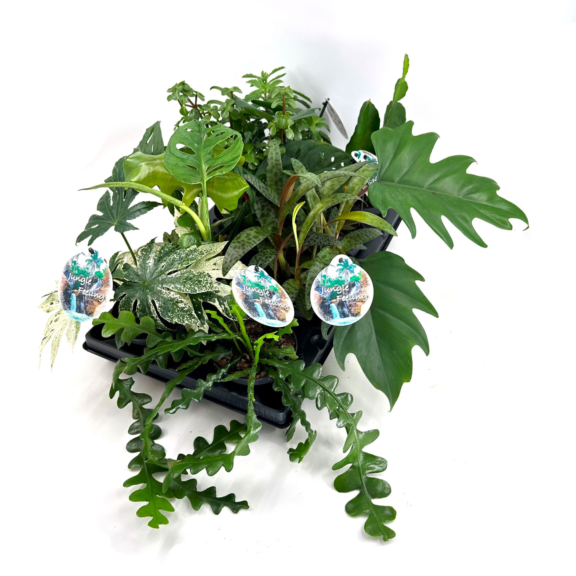 Jungle Mix 12cm, D 12 cm