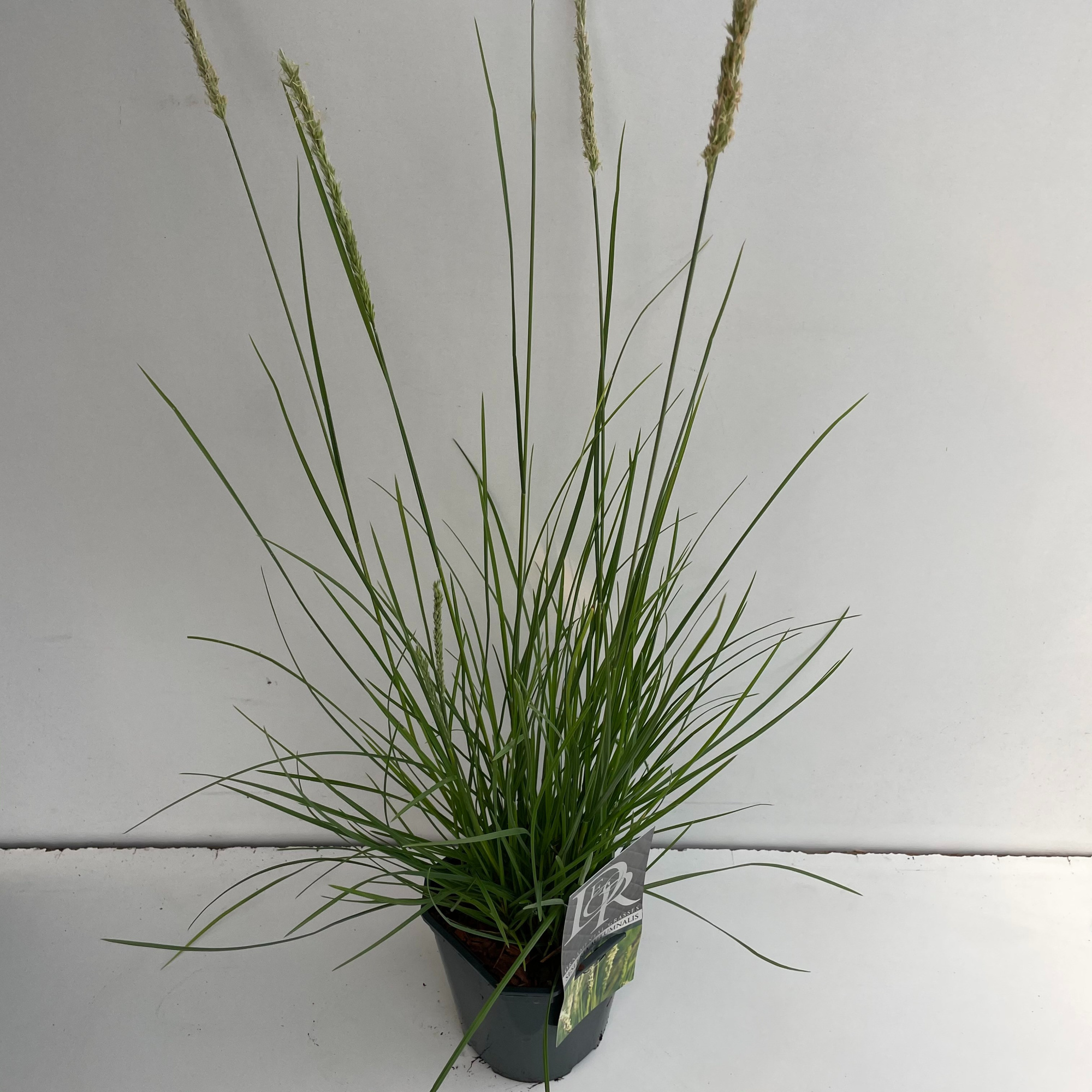 Sesleria Autumnalis, D 17 cm