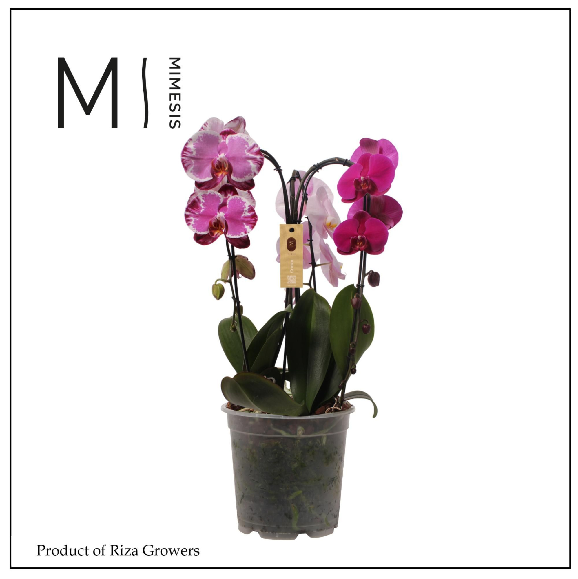 Phalaenopsis Crown Carnaval 3 spike - 21cm | Mimesis, D 21 cm