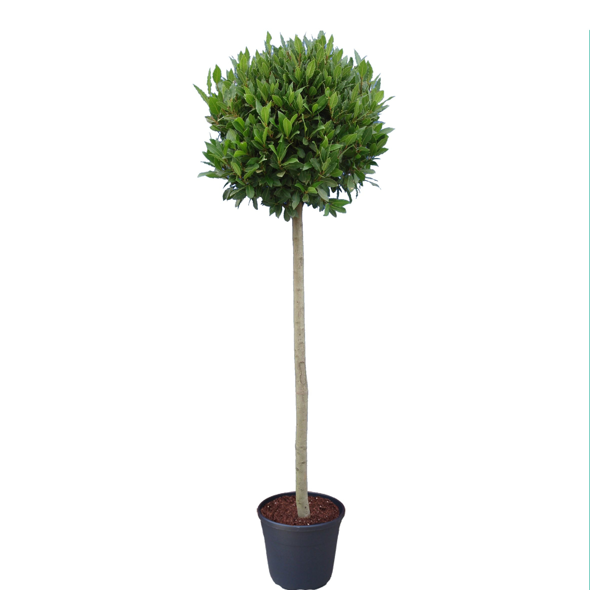 Laurus nobilis Bol op stam, D 30 cm