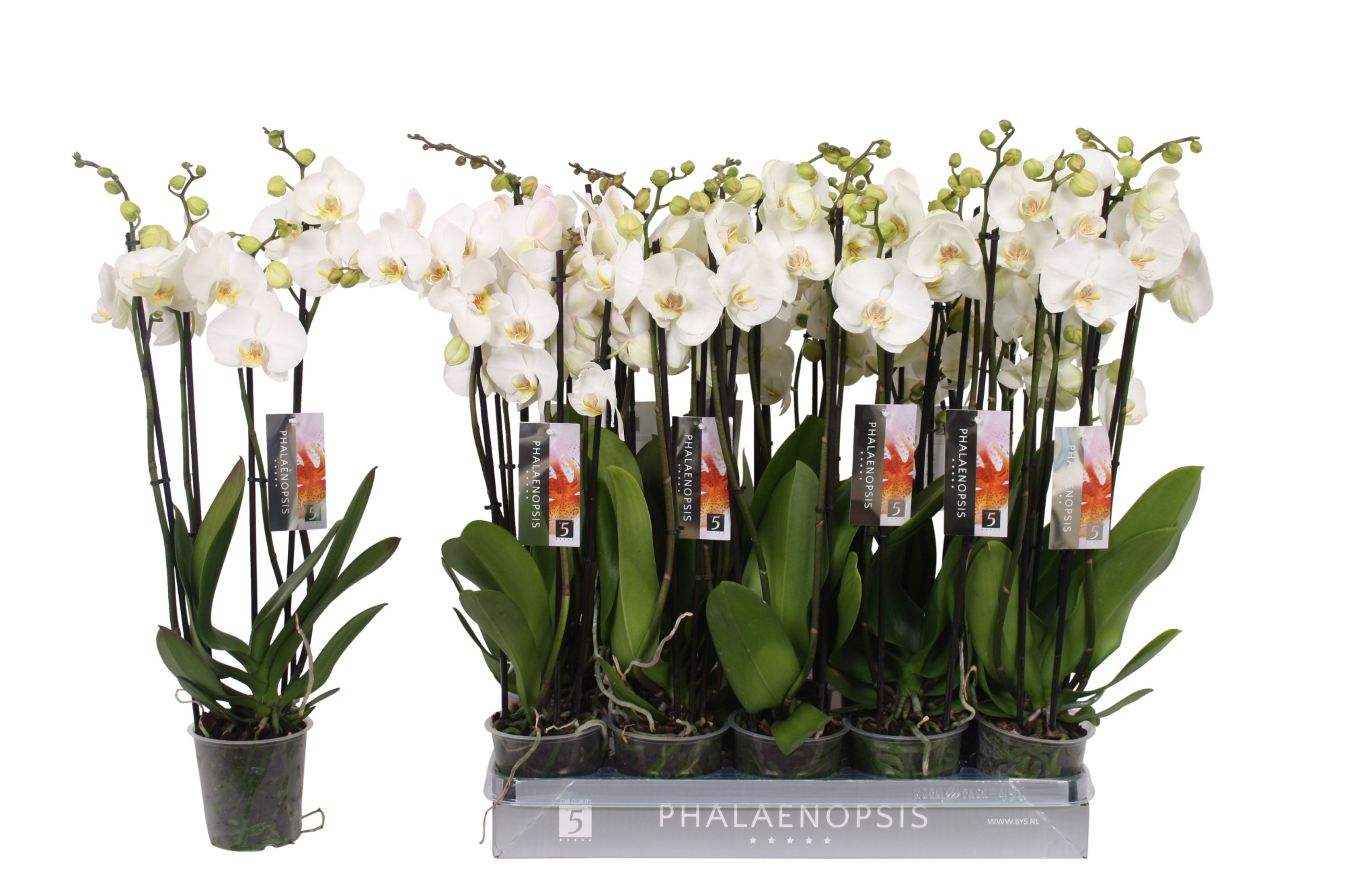Phalaenopsis White, 4-spike 25+, D 12