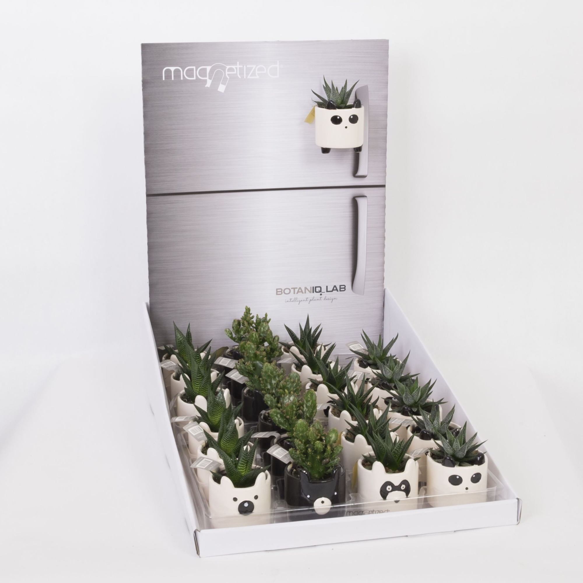 Magnetized Zoo in Display with Succulent mix, D 6 cm