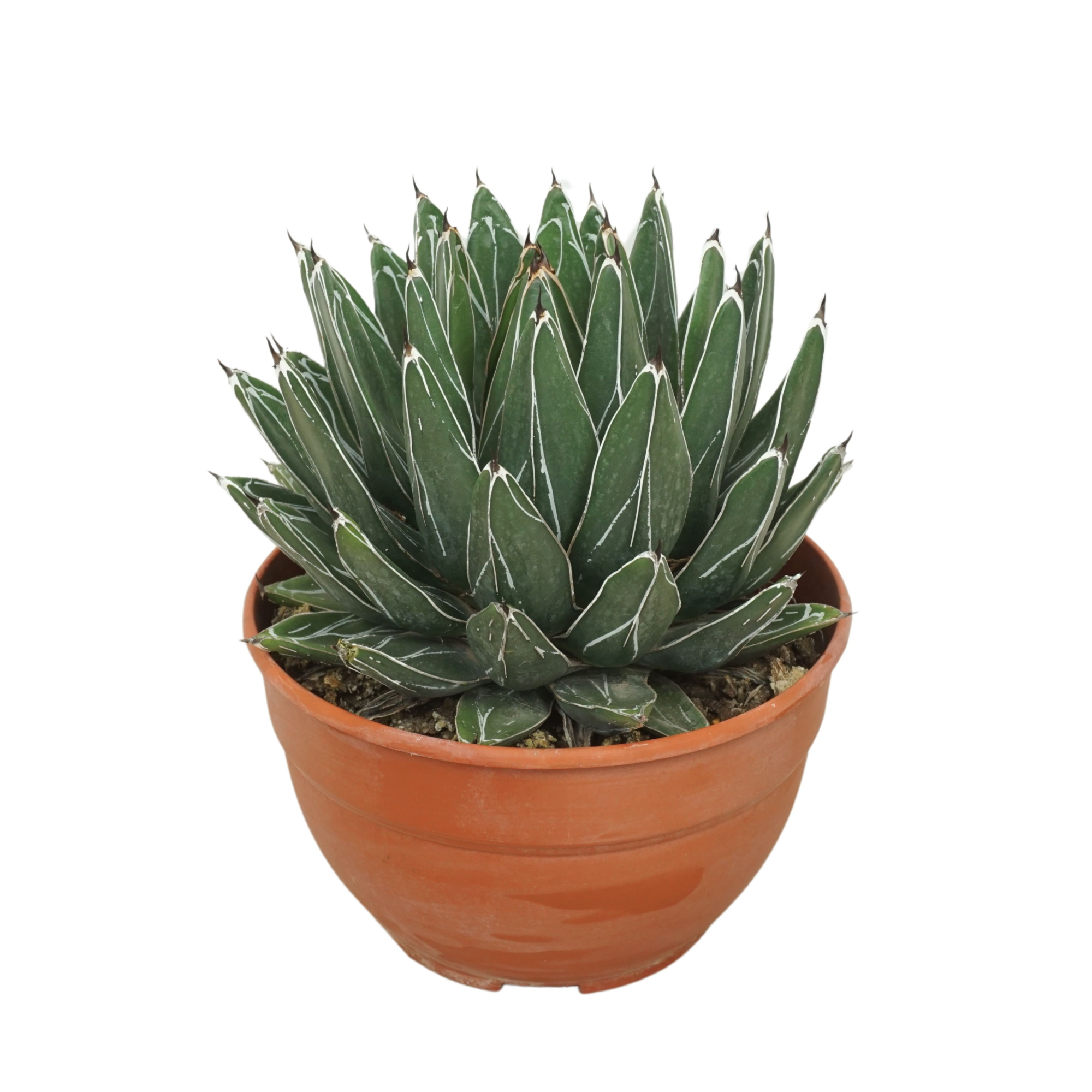 Agave victoriae reginae 20 cm, D 20 cm