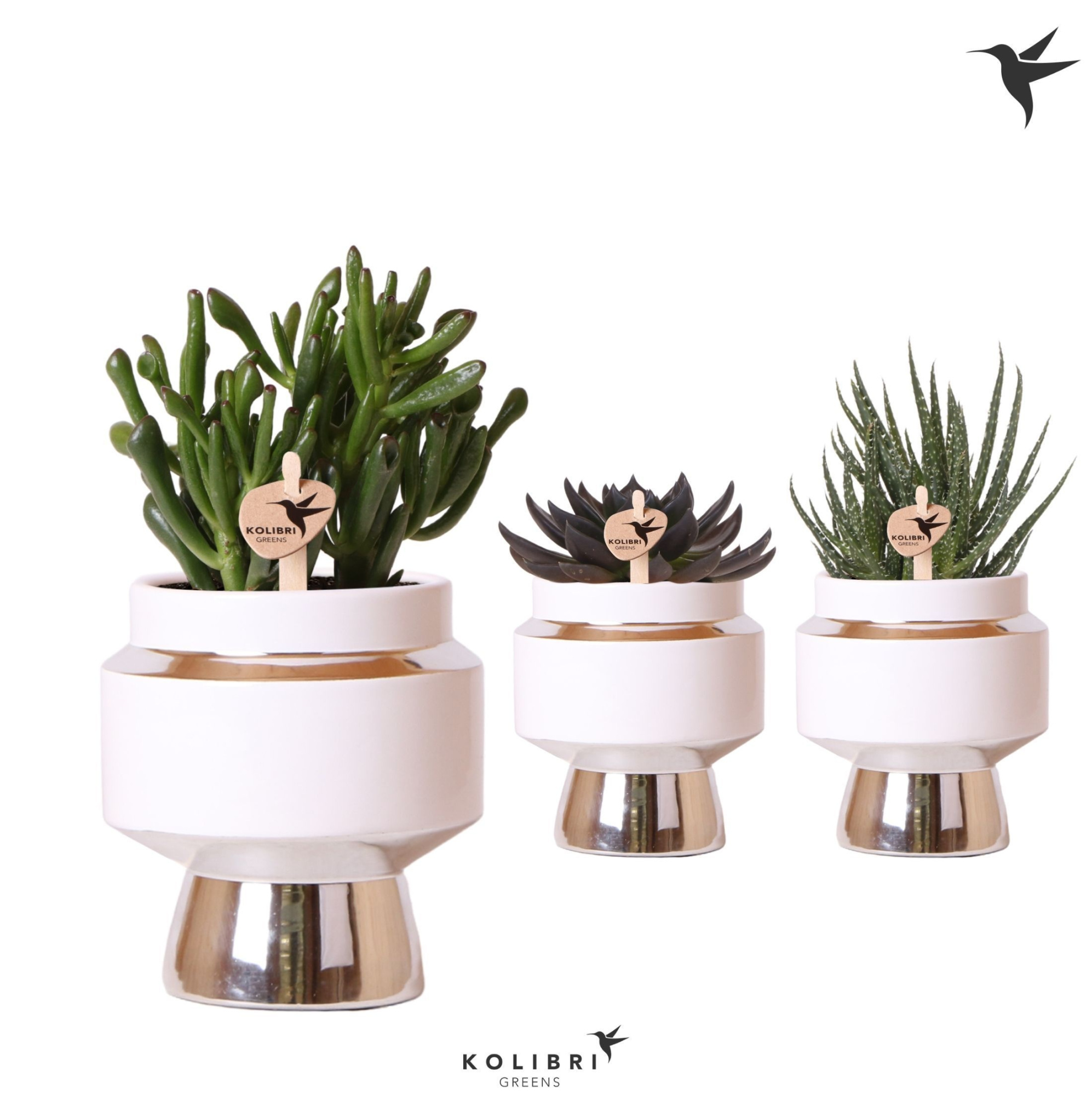 Kolibri Greens Succulenten mix in Le Chic pot silver, D 9 cm