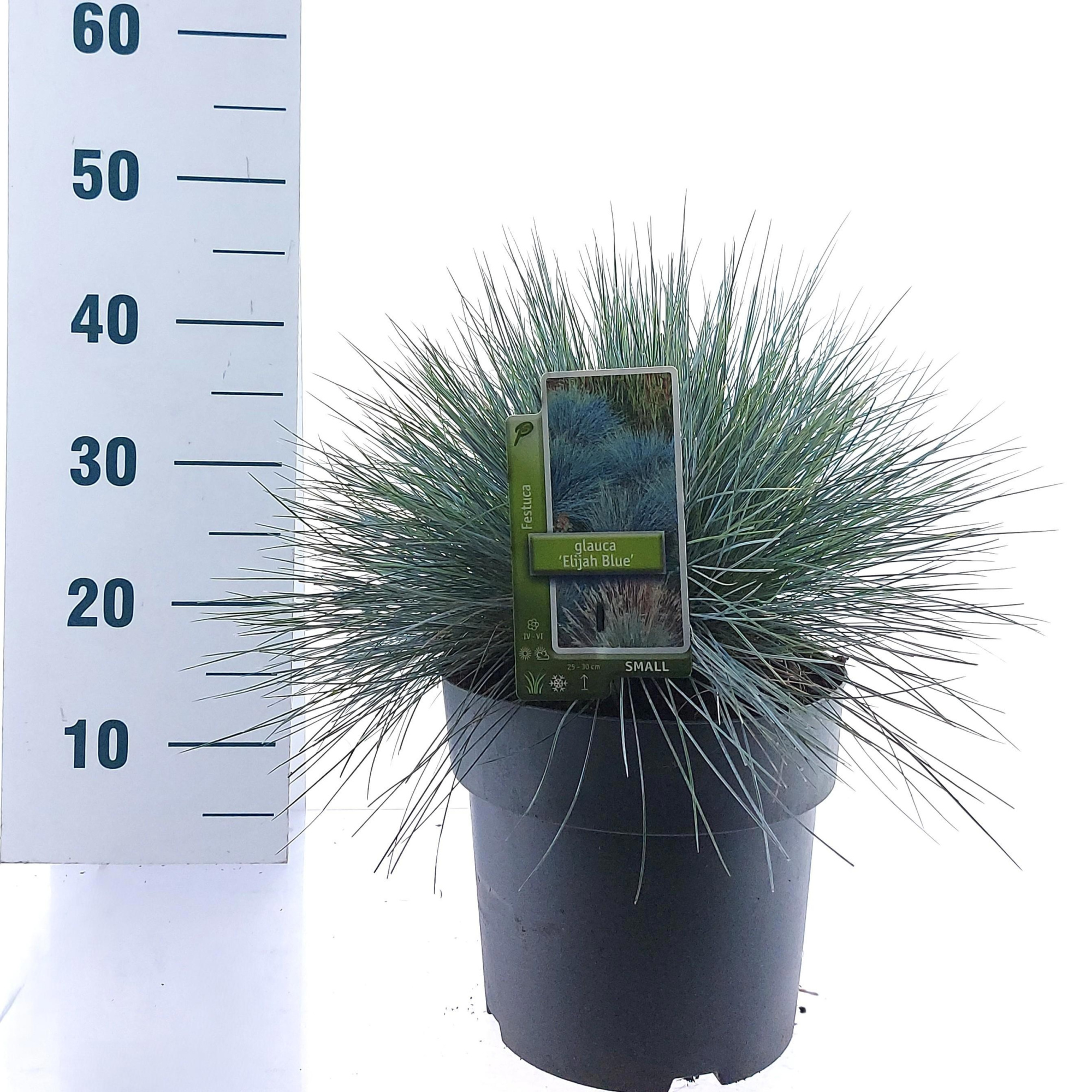 Festuca glauca 'Elijah Blue', D 23 cm
