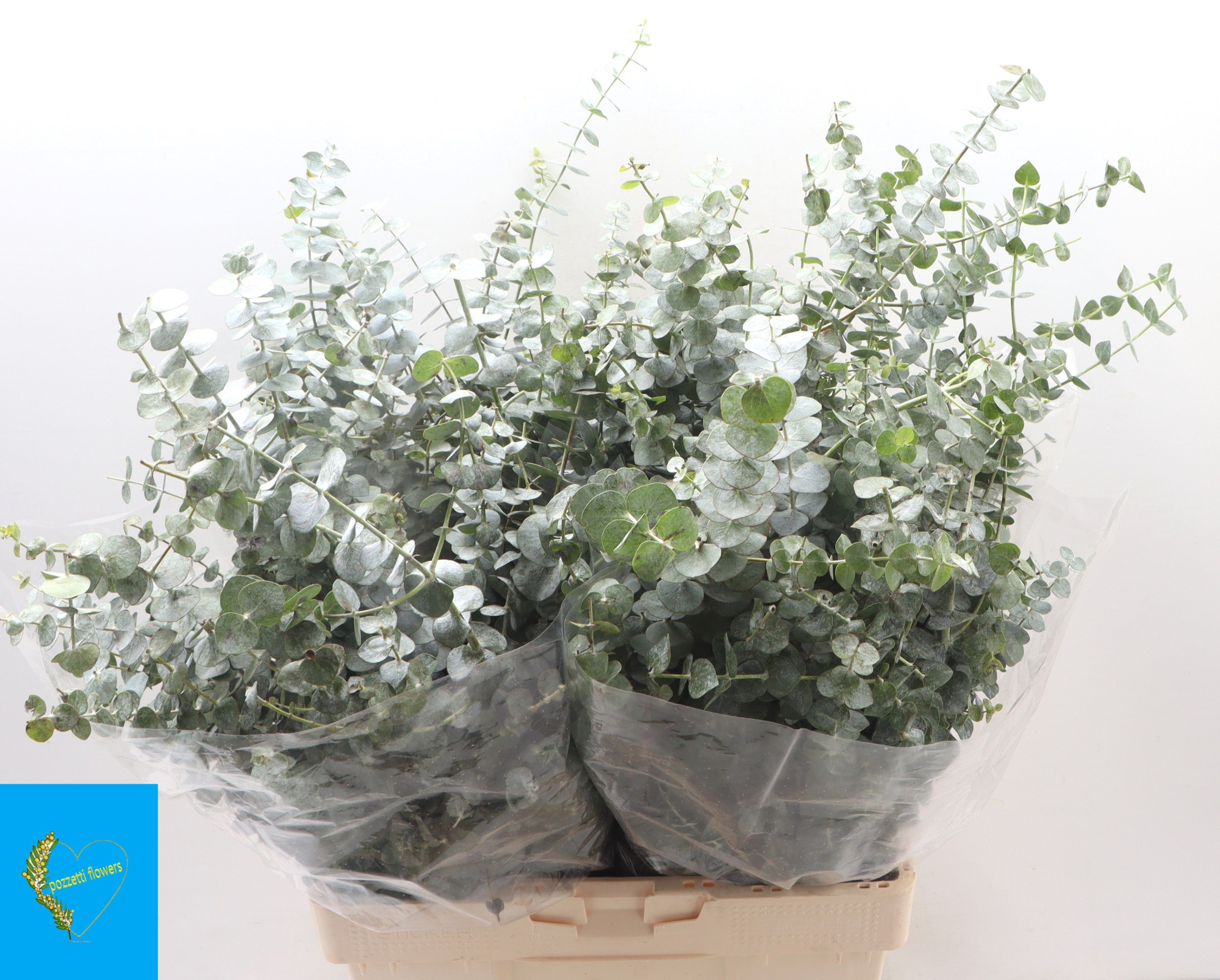 Эвкалипт Бэйби Блю за пучок 70, пуч.