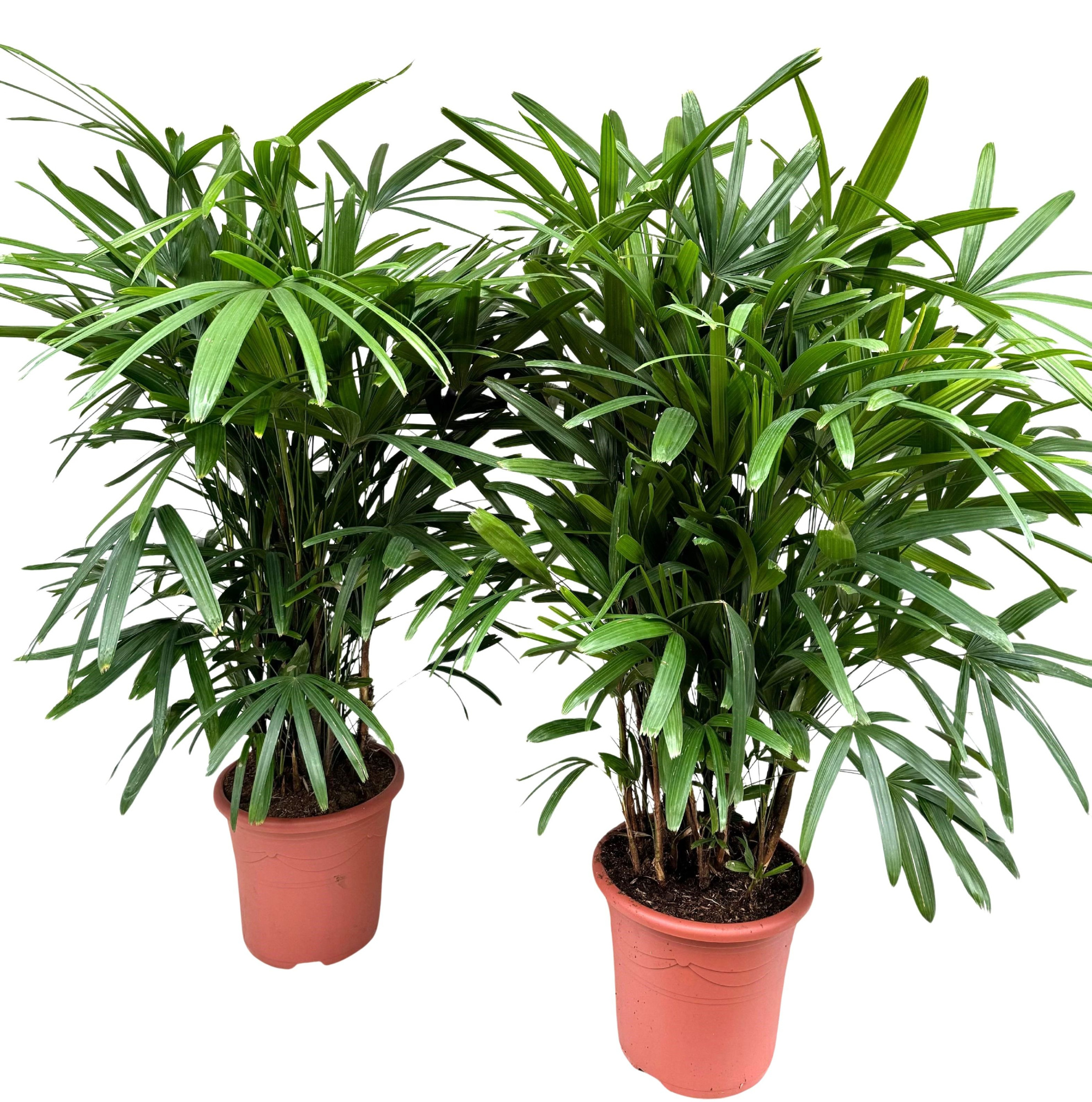 Rhapis excelsa P32, D 32 cm