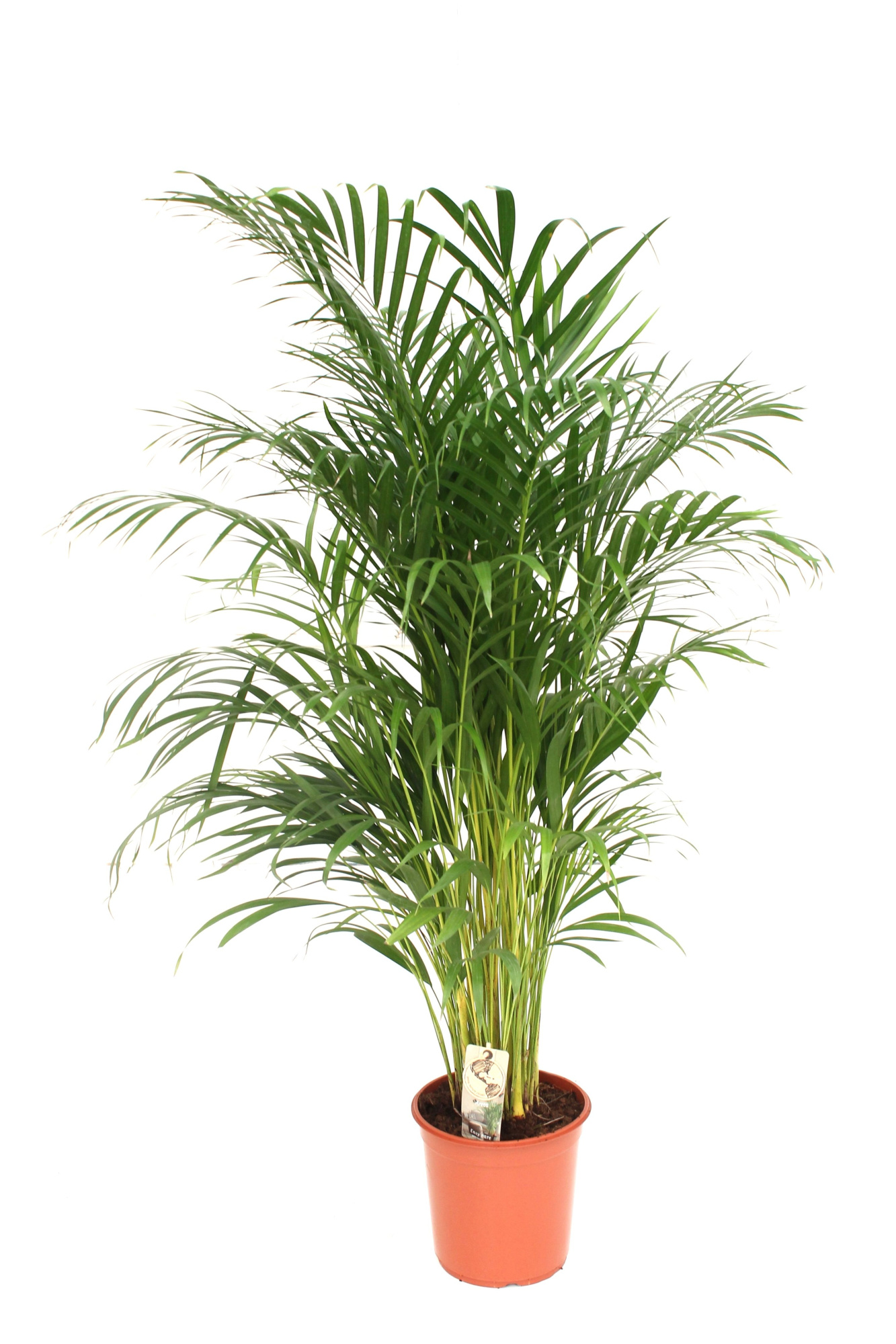 Areca P24 L140, D 24