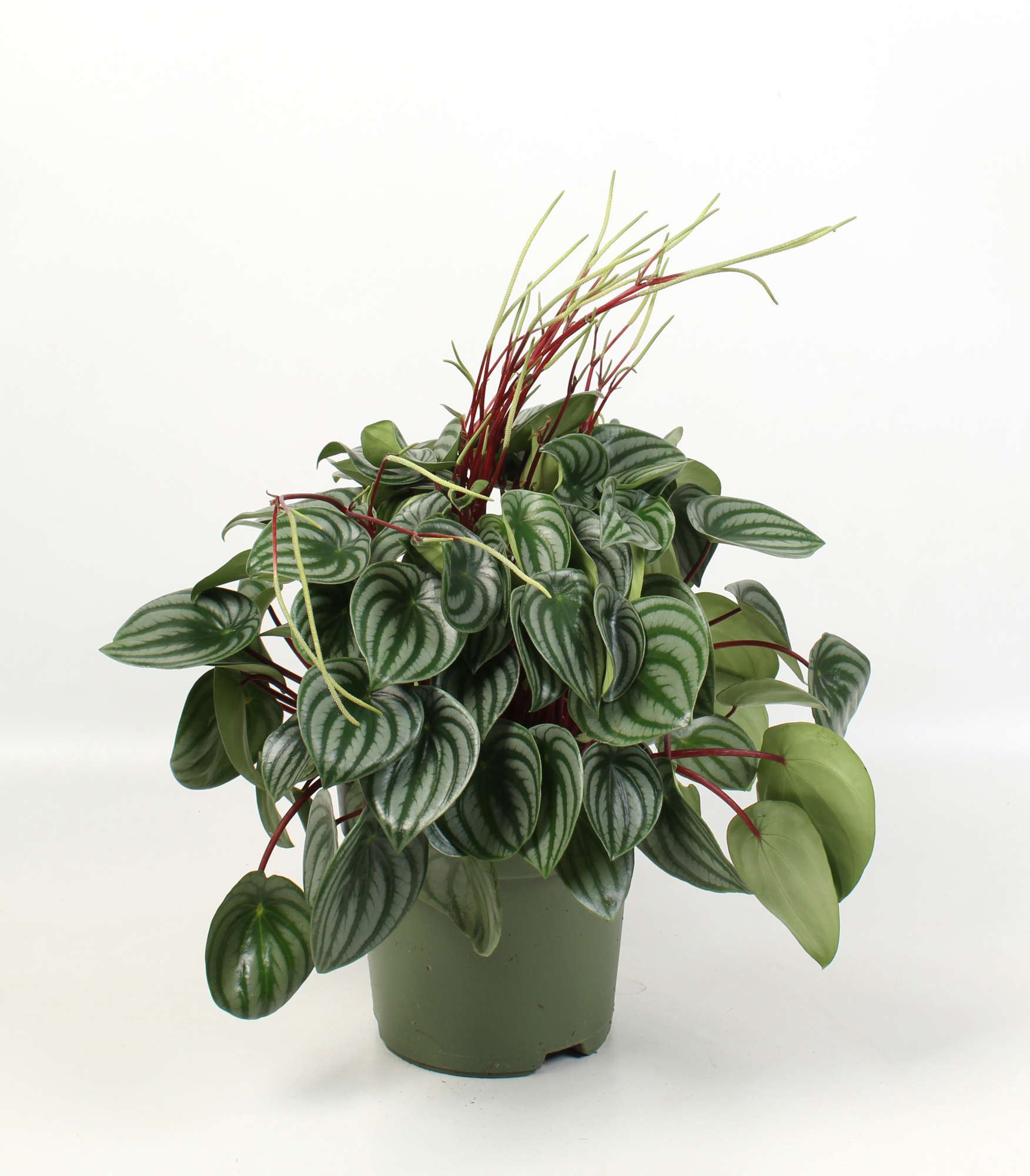 Peperomia Argyreia, D 21
