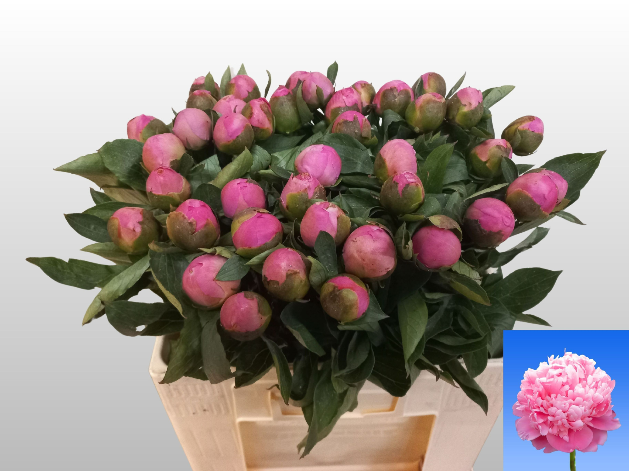 Пион Жуль Эль 55 (ярко-роз.), шт.