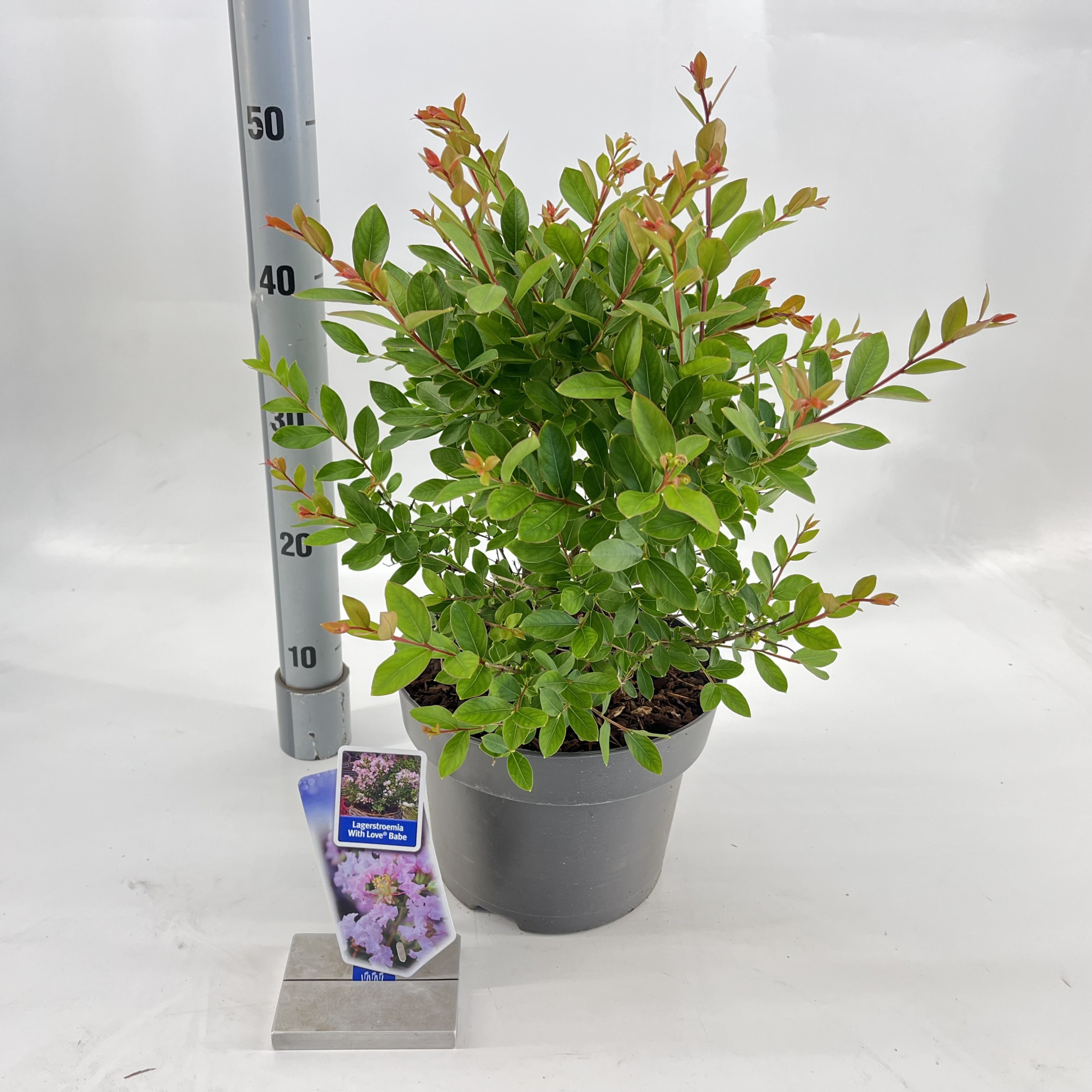 Lagerstroemia indica With Love Babe ('Milaperl'PBR), D 23 cm