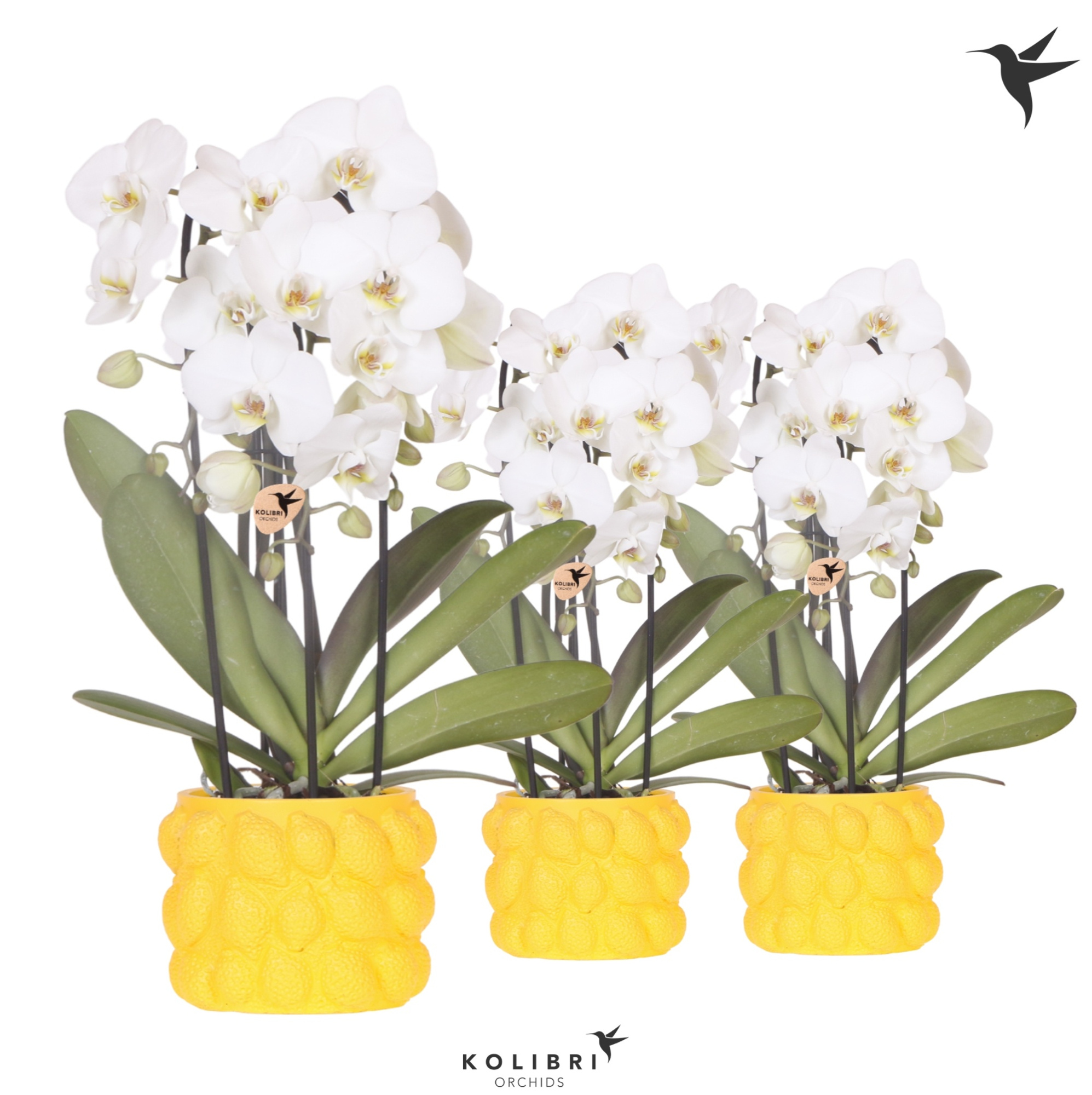 Kolibri Orchids Cascade Niagara Fall white 3 spik in Citrus pot yellow, D 12