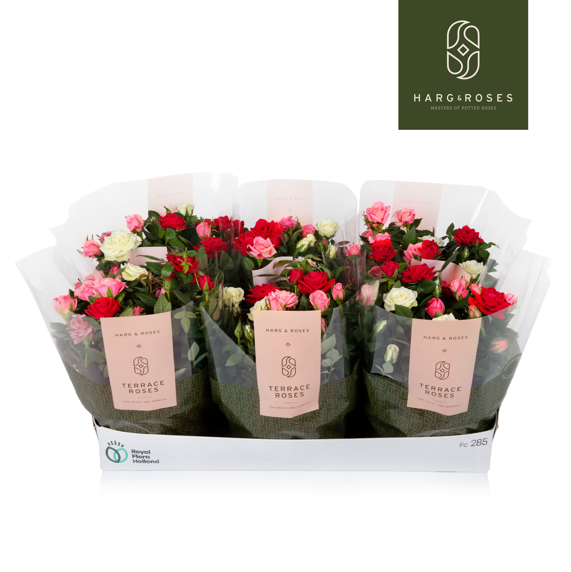 Rosa Kordana Schaal Carnaval (3 Kleuren Mix), D 21 cm