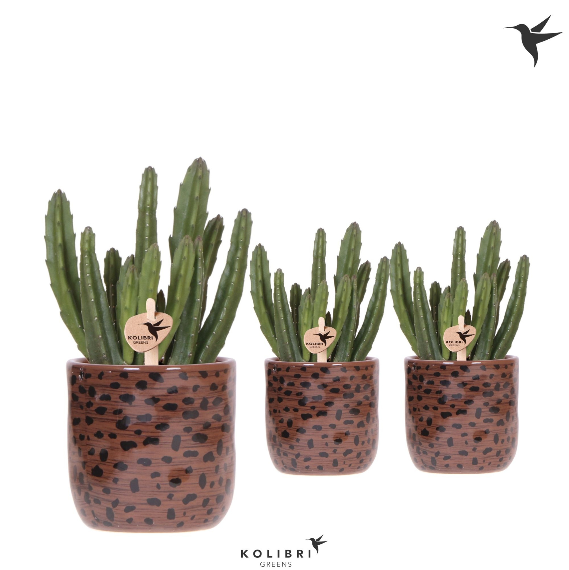 Kolibri Greens Stapelia Leendertziae in Leopard pot, D 9 cm