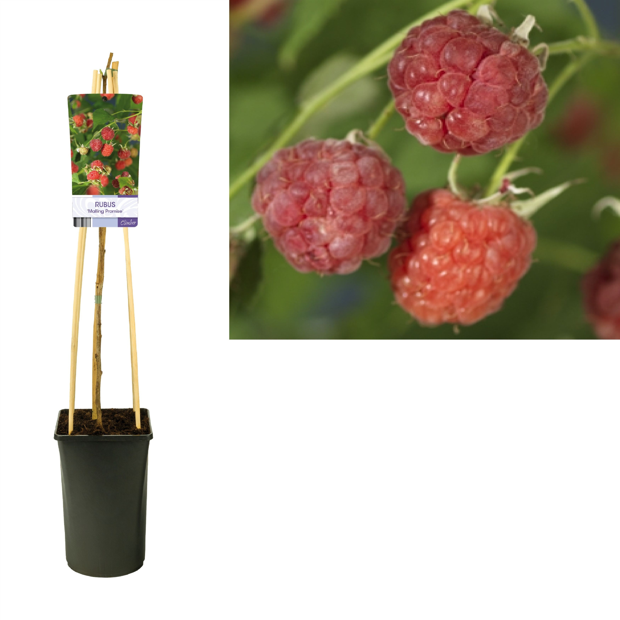 Rubus 'Malling Promise' +light label, D 17 cm