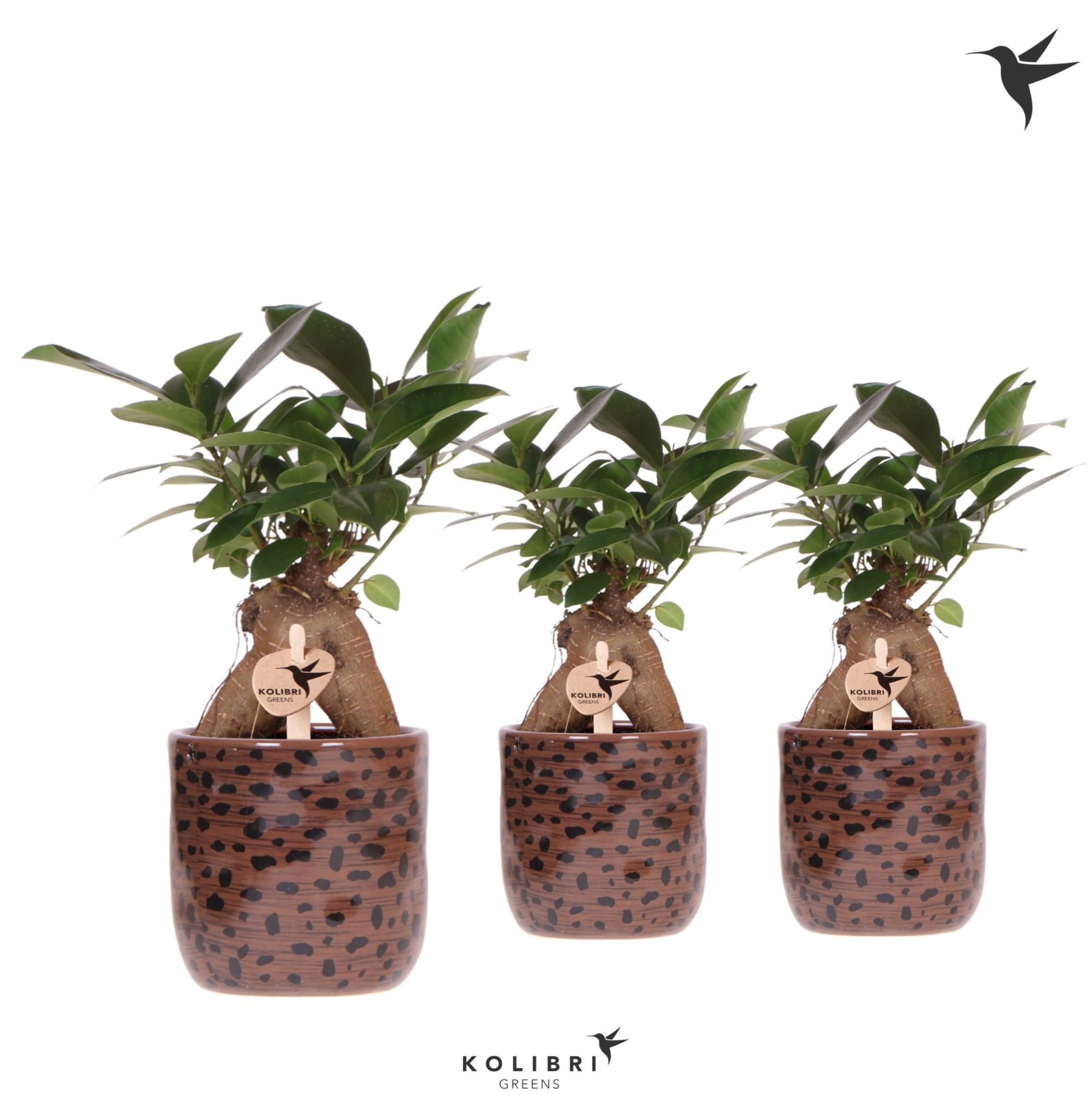 Kolibri Greens Ficus Ginseng Retusa in Leopard pot, D 9 cm