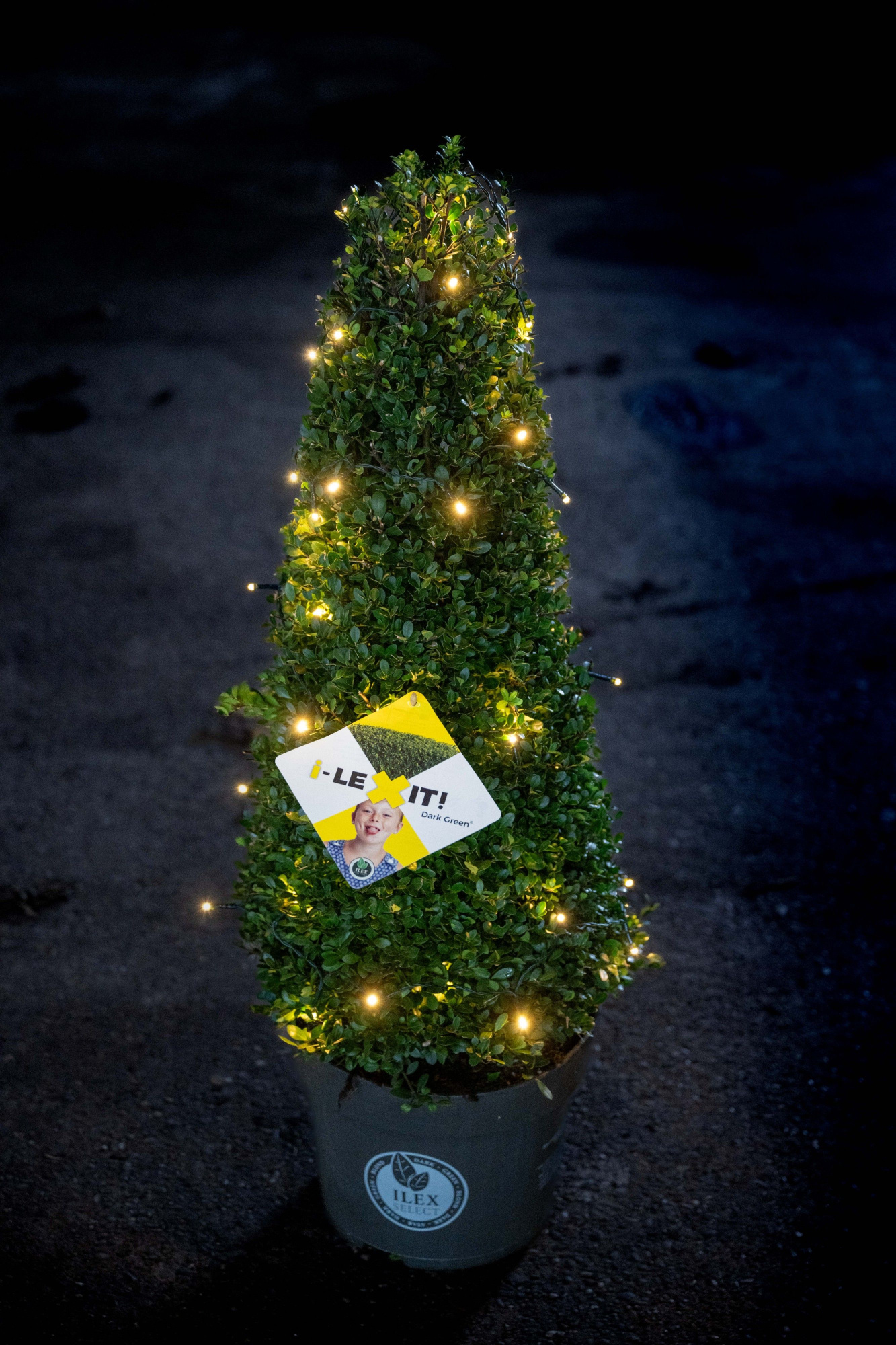 Ilex crenata Dark Green, P29, Kegel 70-80cm met verlichting, D 29 cm