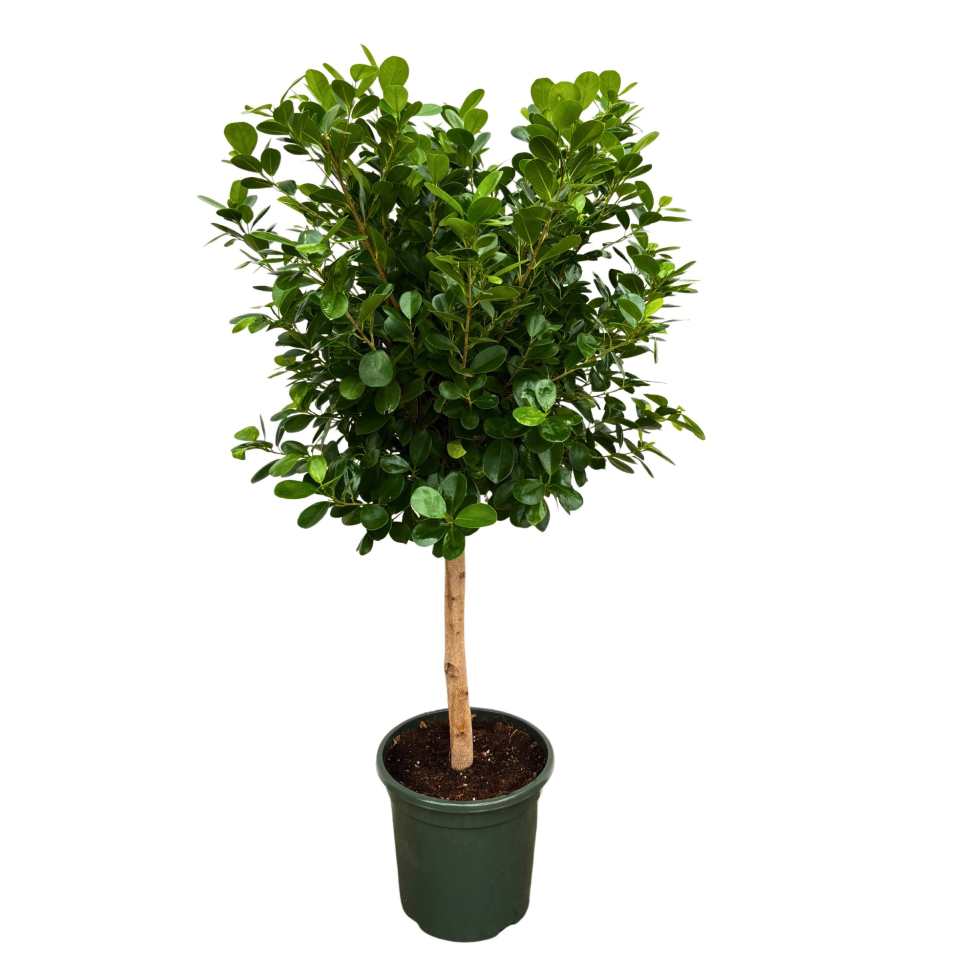 Ficus Microcarpa 'Moclame', D 30 cm