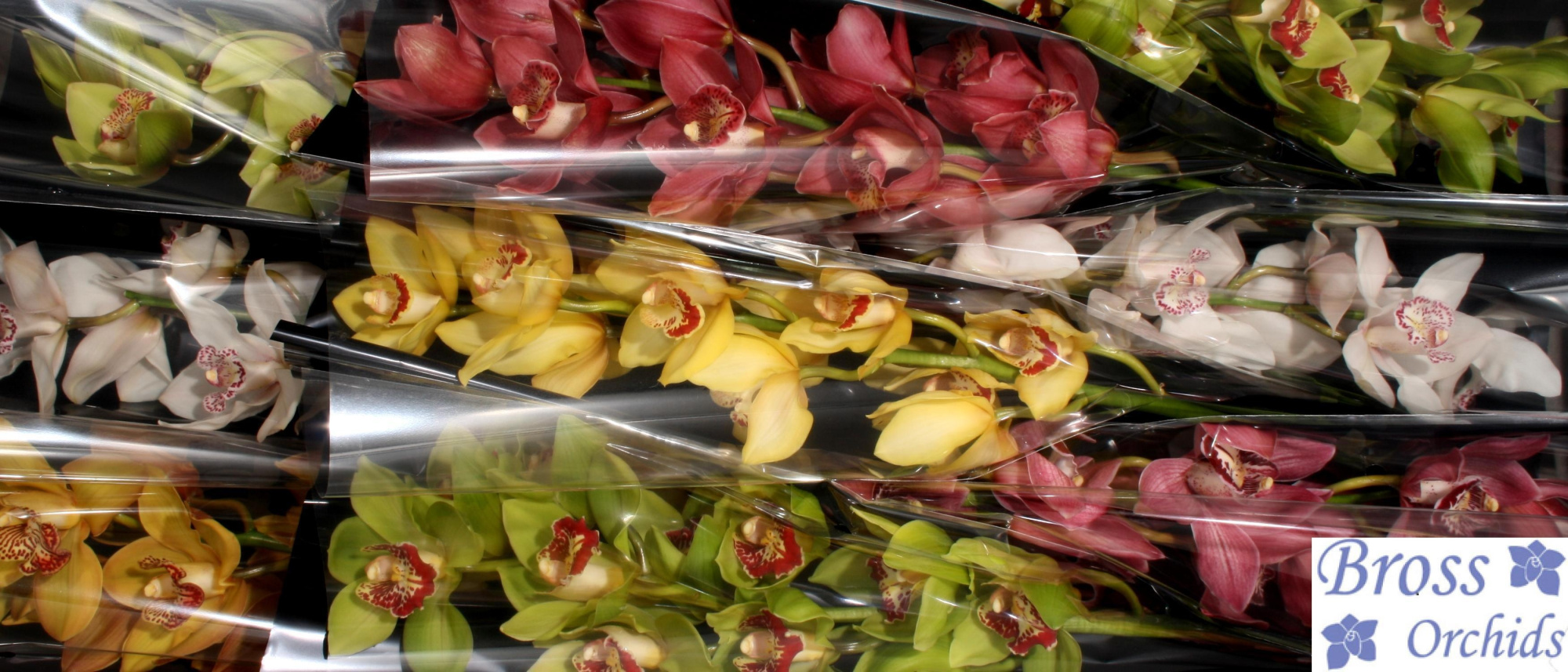 Цимбидиум Микс x9 60, шт.