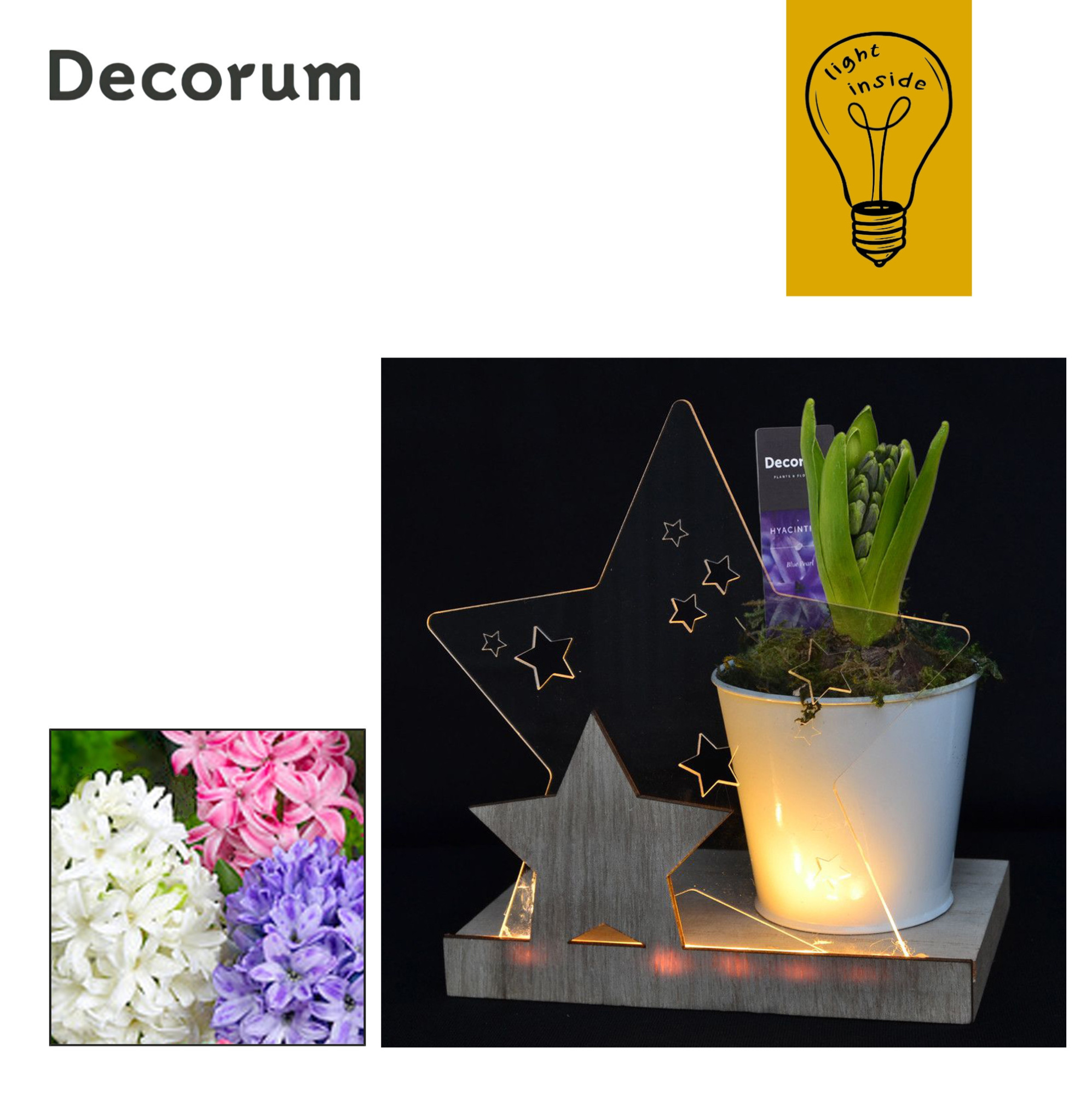 Hyacint Bright Star HL44242 [CHRISTMAS LIGHT], D 14