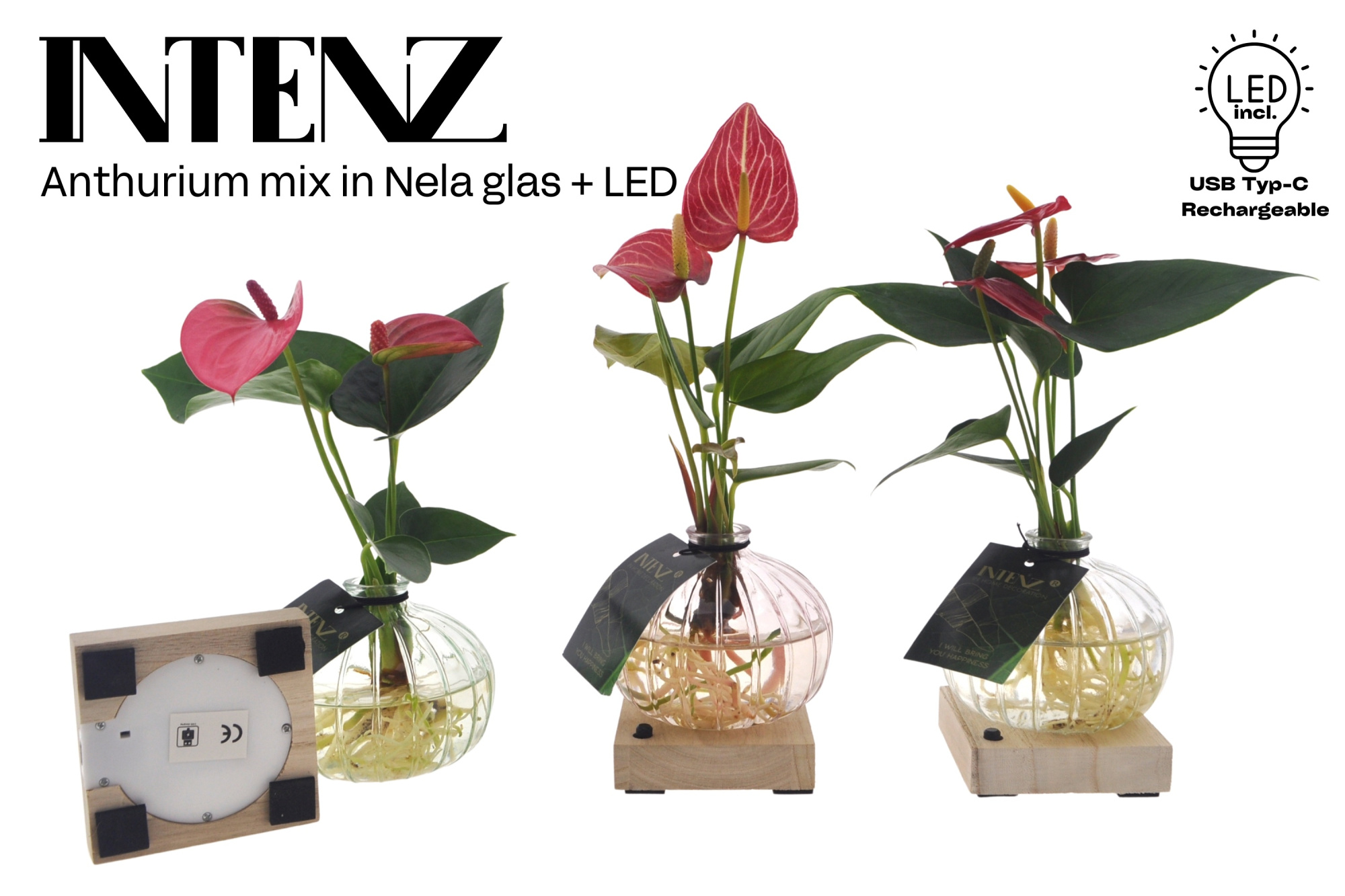 Anthurium mix in Nela 3 kleuren + LED - levertijd: 24 uur, D 12 cm