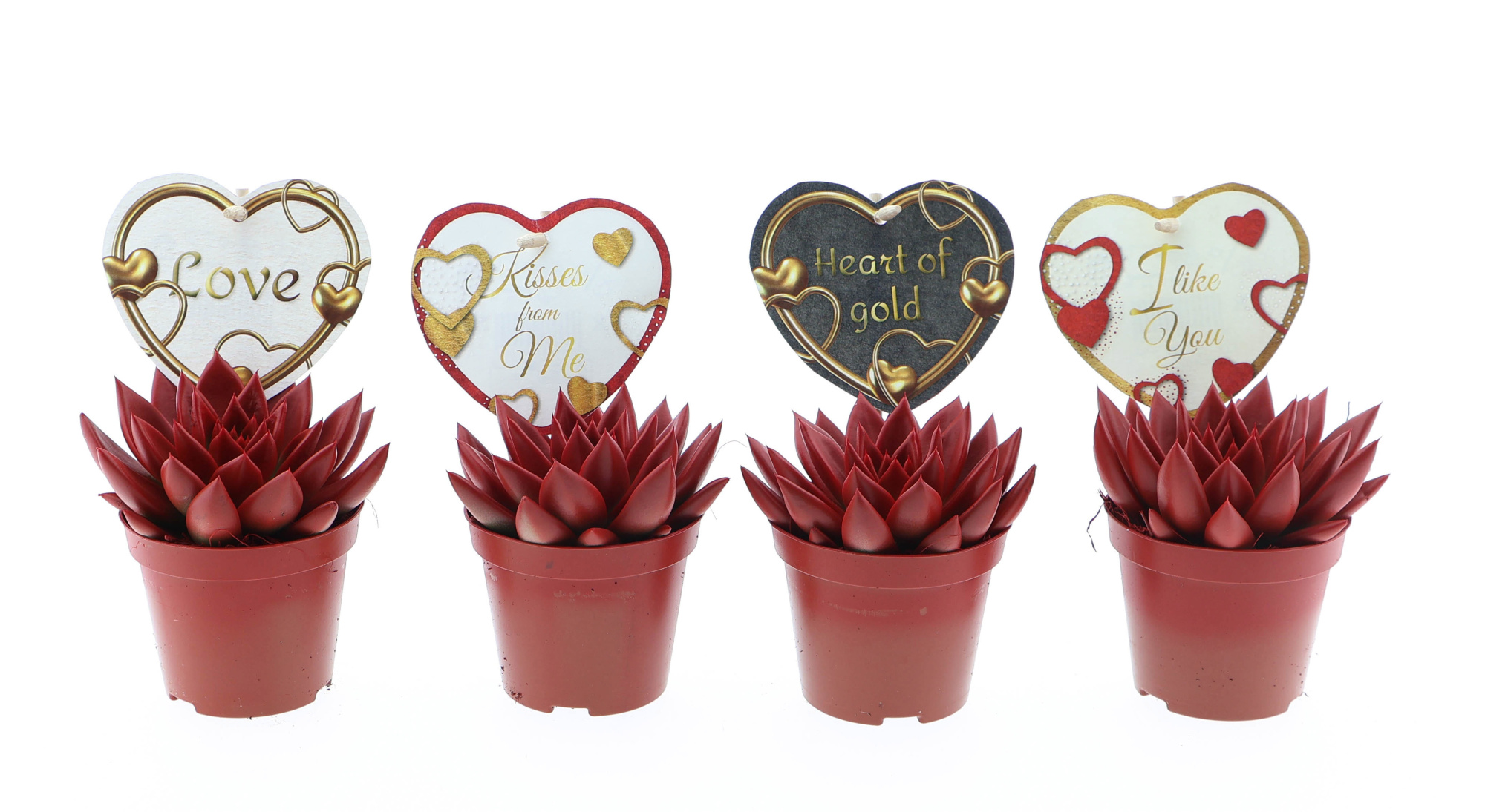 Miranda rood + love etiket, D 8,5