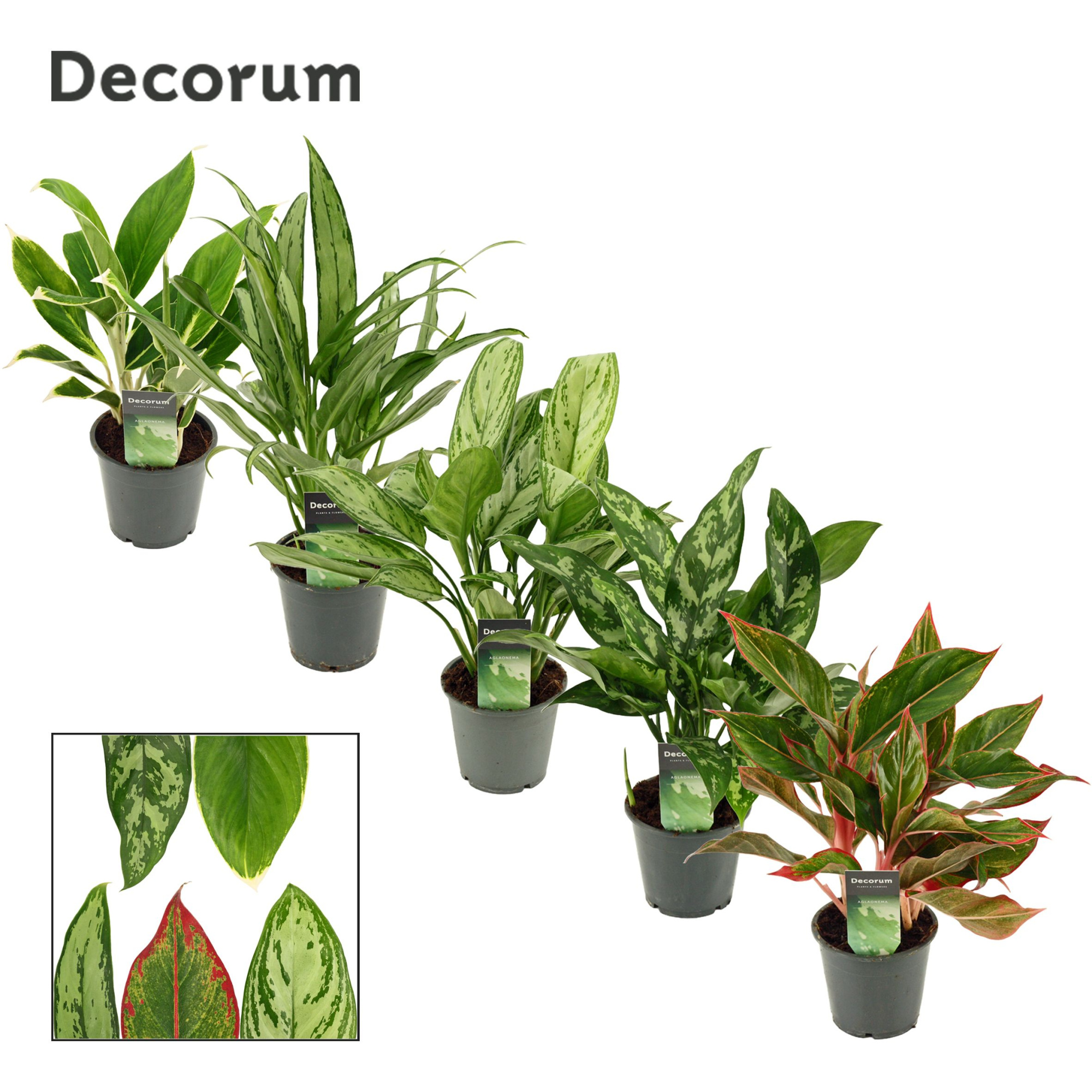 Aglaonema mix 12 cm (Decorum), D 12 cm