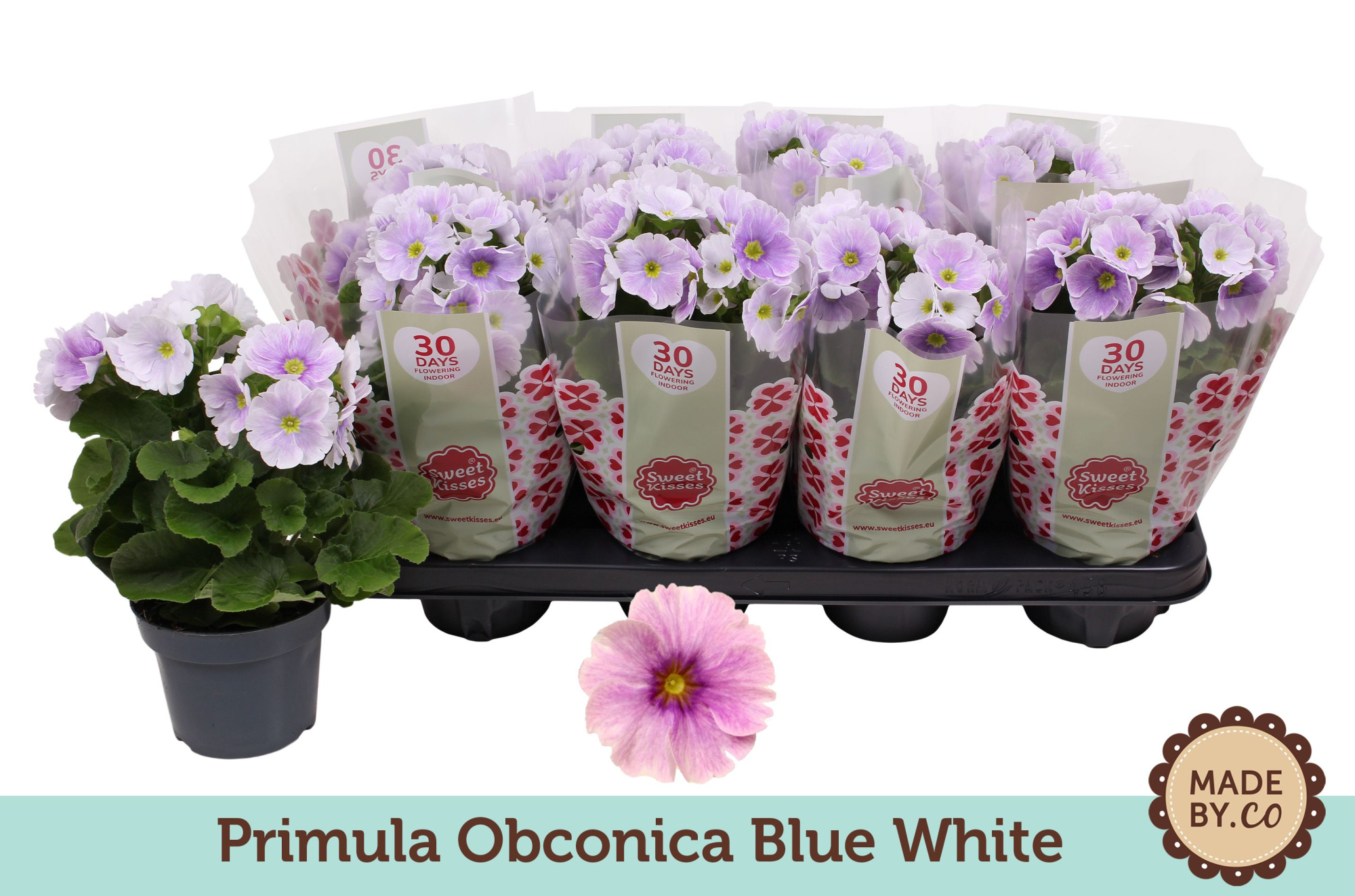 Primula Obconica Blue White, D 12